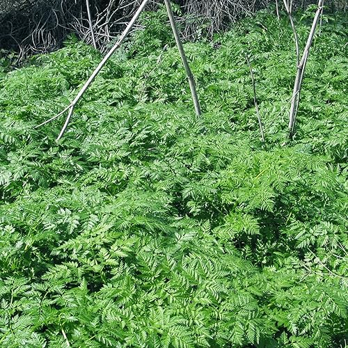 Miniatura 5 de Semillas de cicuta venenosa (Conium maculatum) Más de 30 semillas en cápsulas de semillas congeladas para el jardinero y coleccionista de semillas