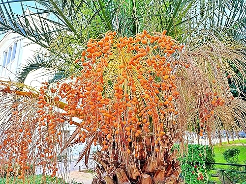 Semillas de palmera datilera canarias para plantar (5 semillas) - Phoenix canariensis