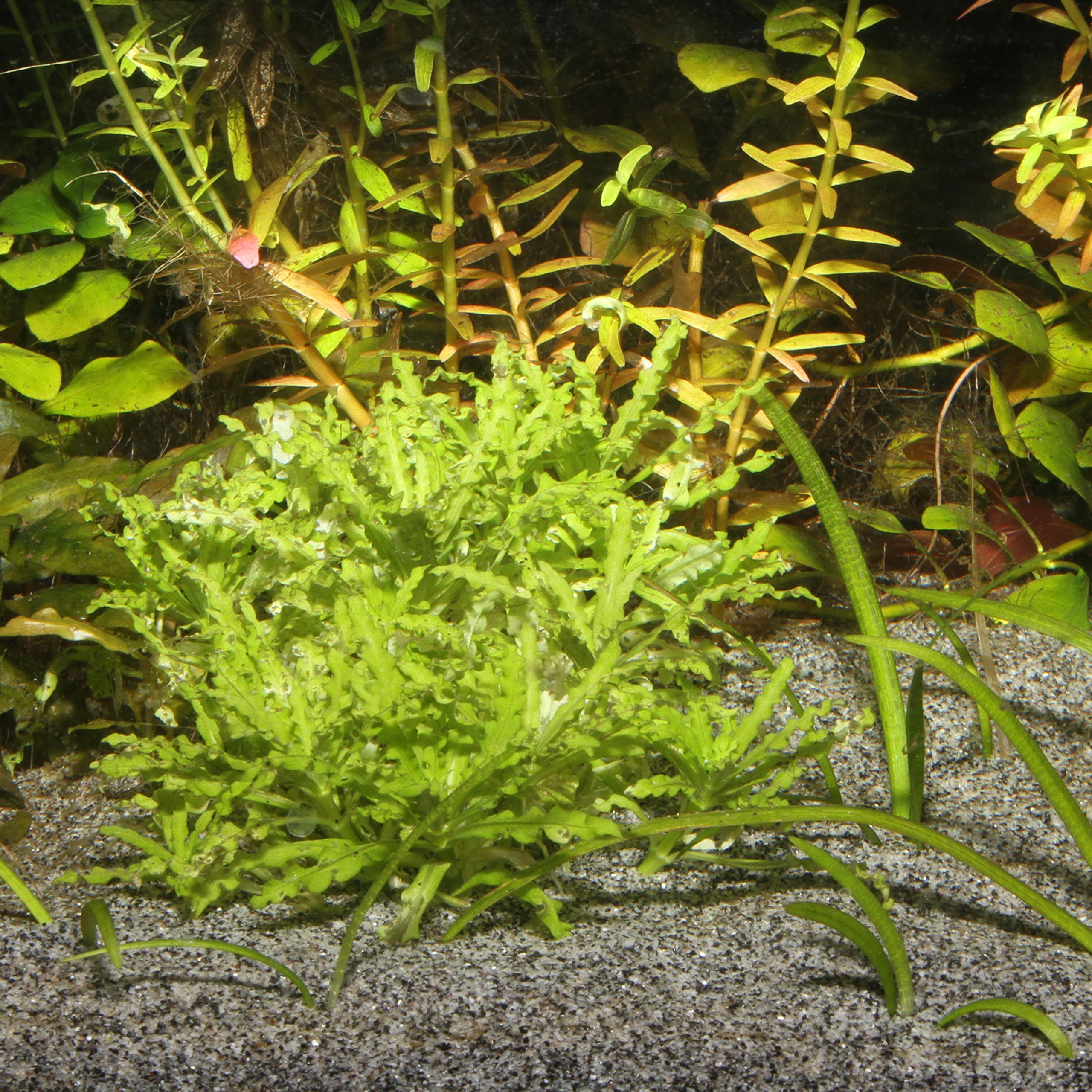 JBL Sansibar Substrat/Gravier pour Aquariophilie Gris 10 kg