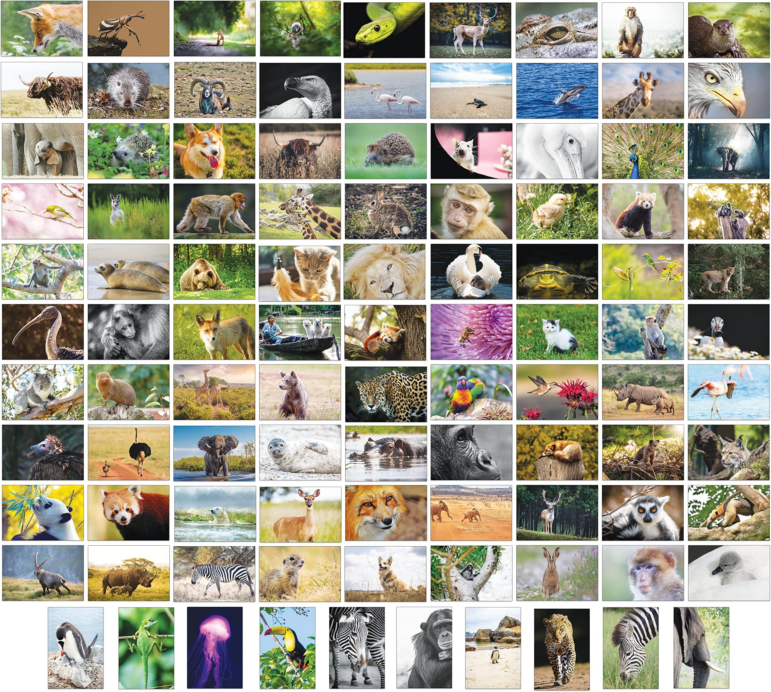 100 Animal Postcards with 100 Different Motifs Postcards Animals (100 Photo Cards)