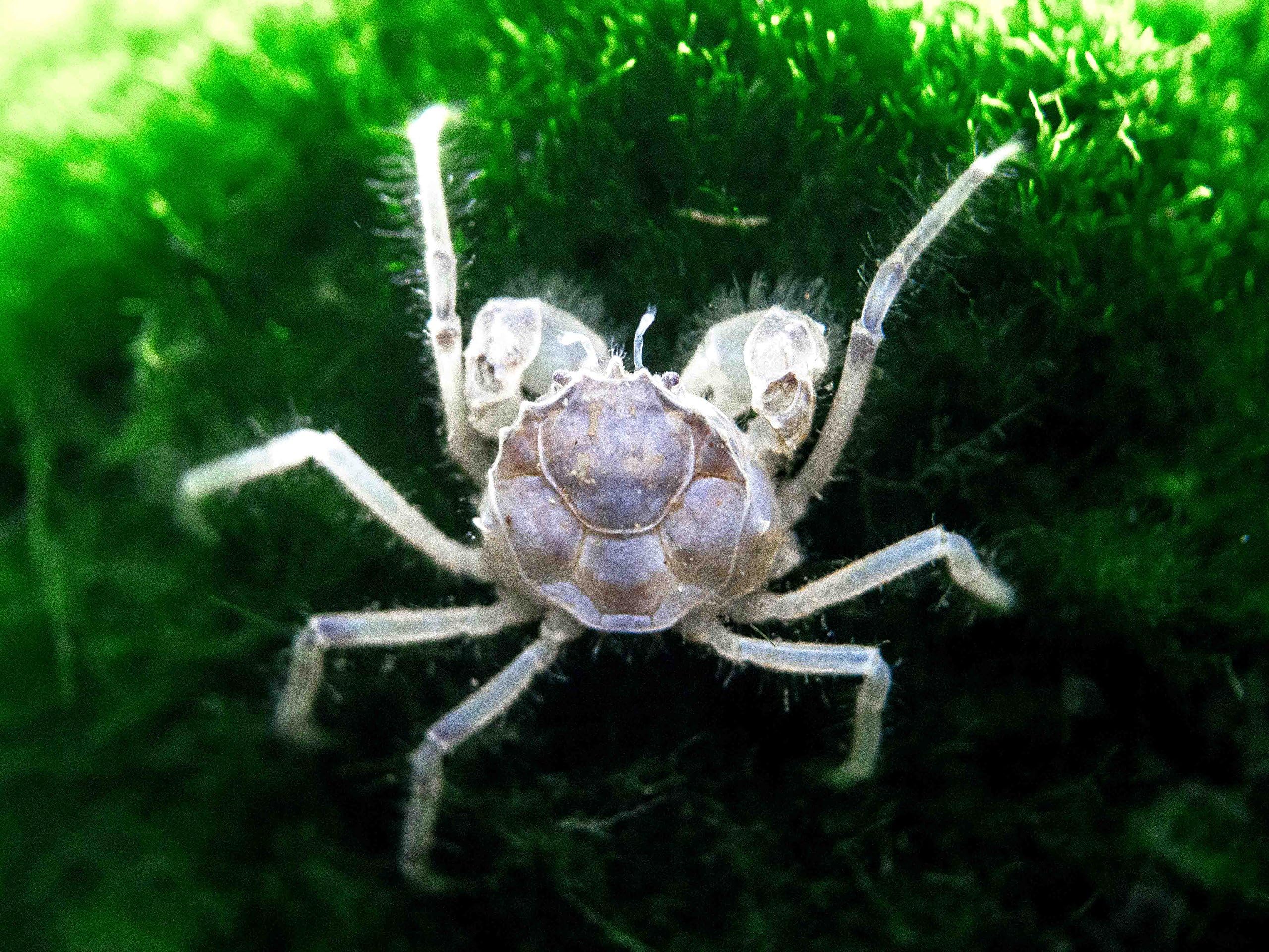 Aquatic Arts 10 Live Freshwater Micro Crabs (Limnopilos naiyanetri) Real Living Nano Tank Pet | Compatible with Dwarf Shrimp and Many Aquarium Fish