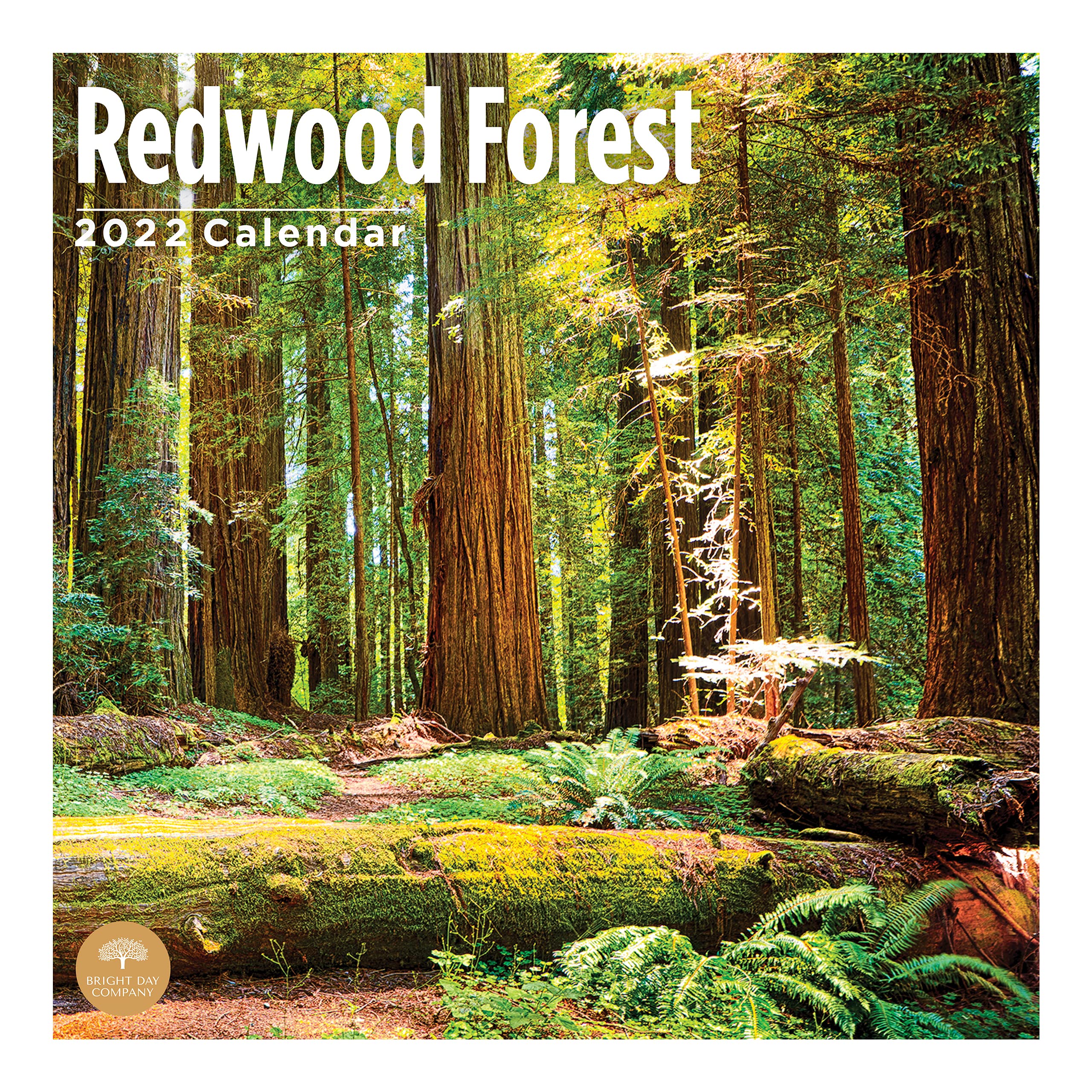 2022 Redwood Forest Wall Calendar by Bright Day, 12 x 12 Inch, Beautiful Tree Sequoia Cypress