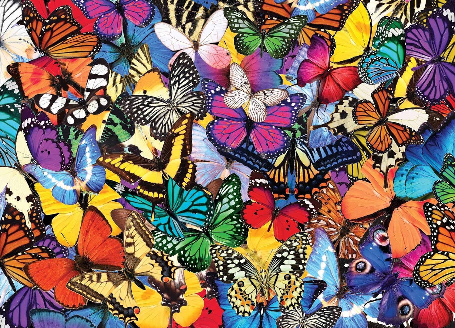 All The Butterflies All The Butterflies
