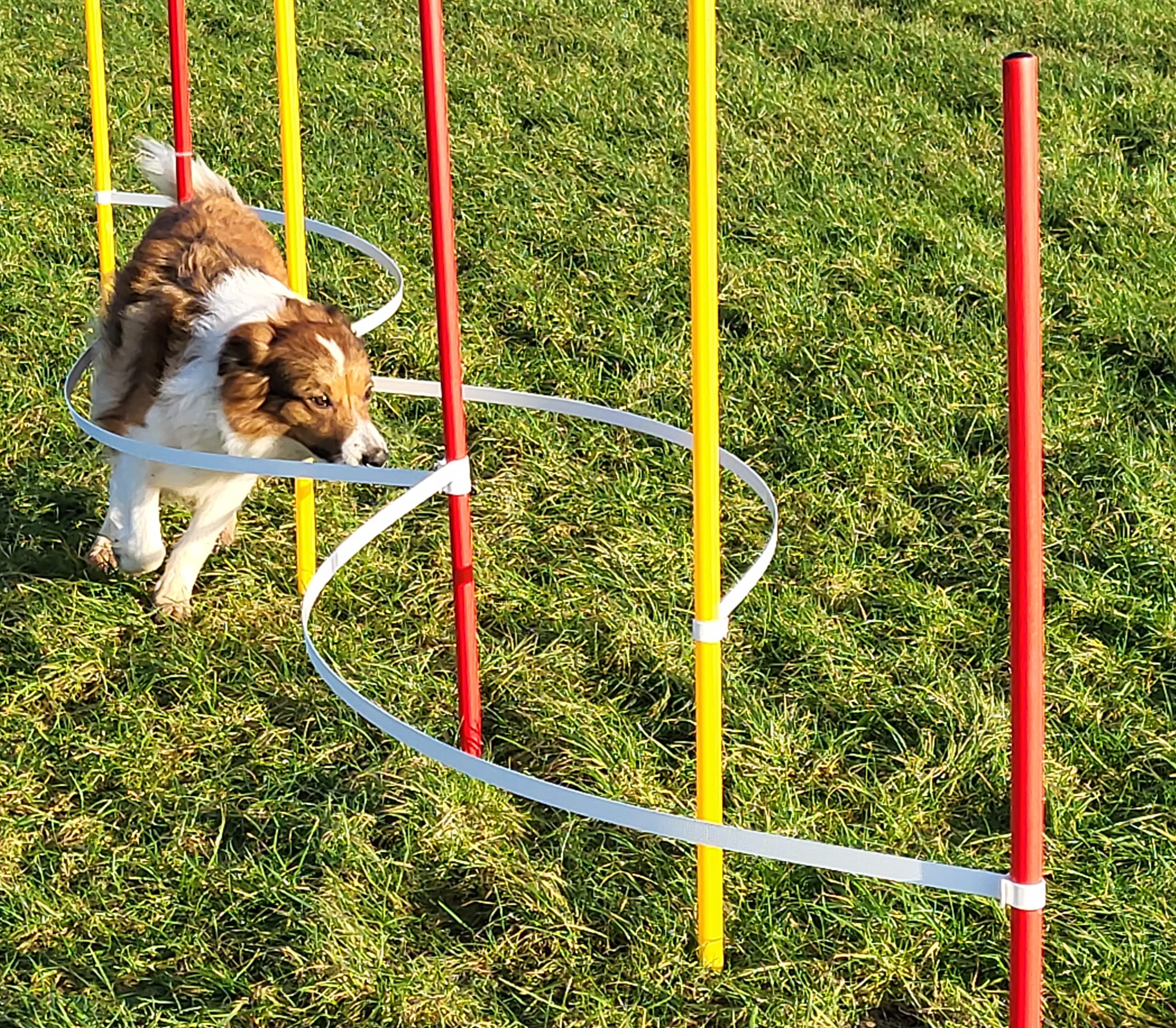 Agility - Slalom - AUSBILDUNGSSET MIT 4 SLALOMBÖGEN/TRAININGSBÖGEN + 6 SLALOMSTANGEN ROT/GELB
