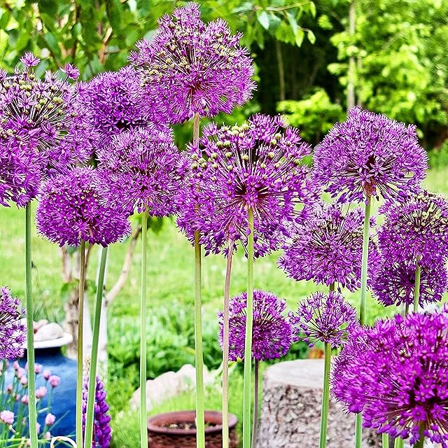 Woodland bulbs 10 x Allium Bulbs Purple Sensation Summer Flowering Bulbs - Garden Perennials Plants Bulbs Flowers - Perfect for Bees - Plant in Flowerbeds & Borders - Bulbs Size 10/12 (Free UK P&P)