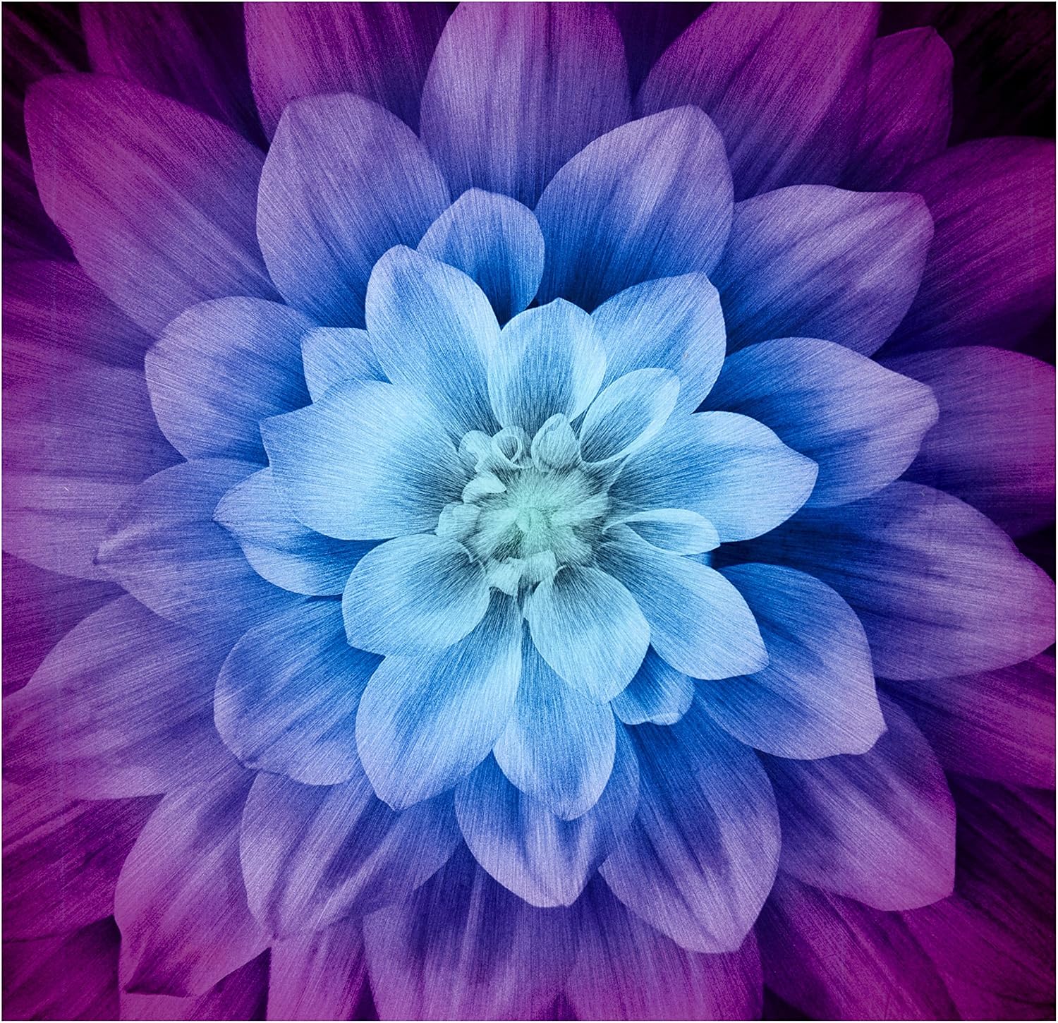 Hoffman Digital Dream Big Flower 43" Panel Aurora, Fabric