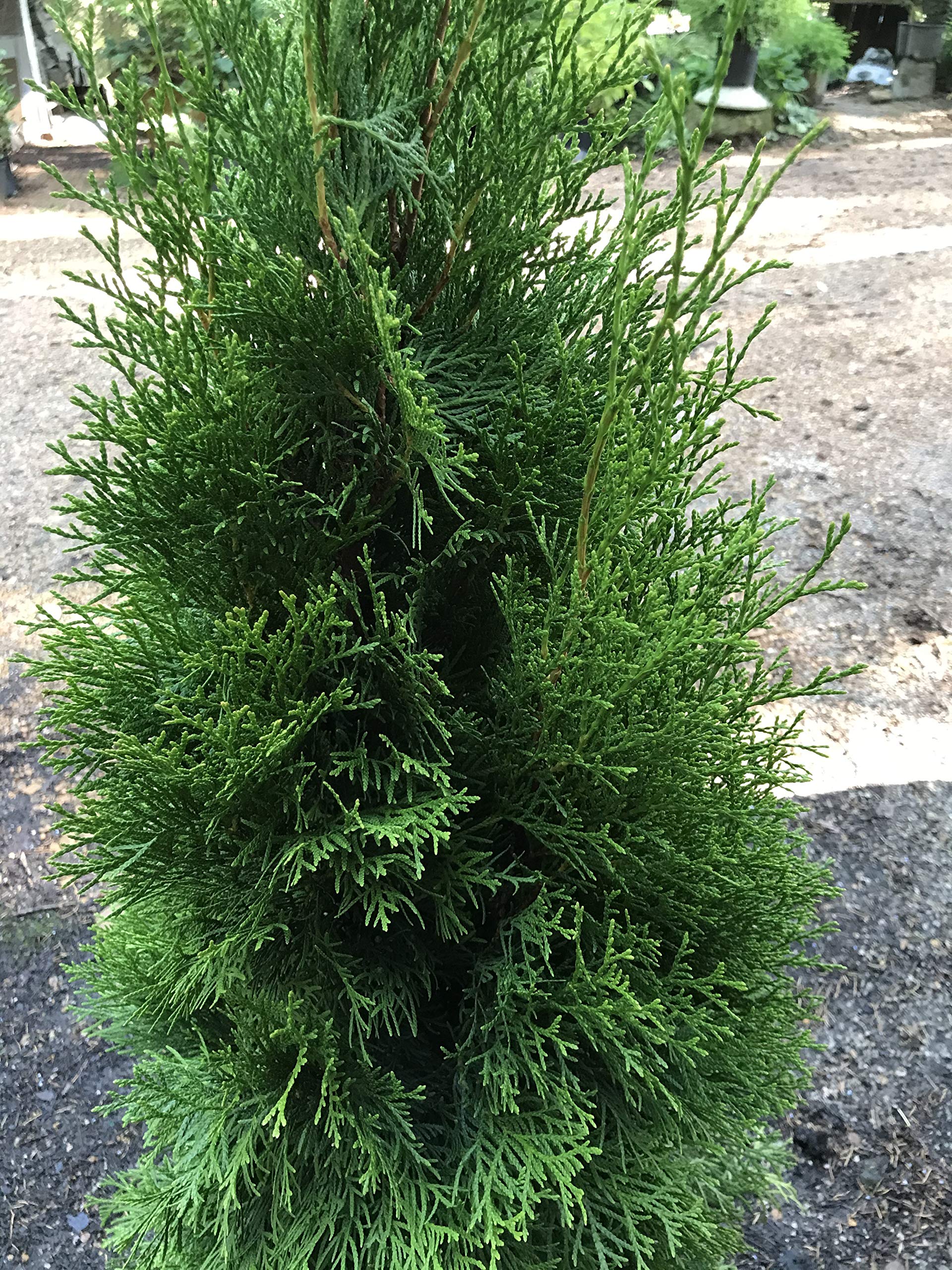 thuja smaragd boden ph wert Purgrn Thuja-Smaragd-Dnger 1 kg