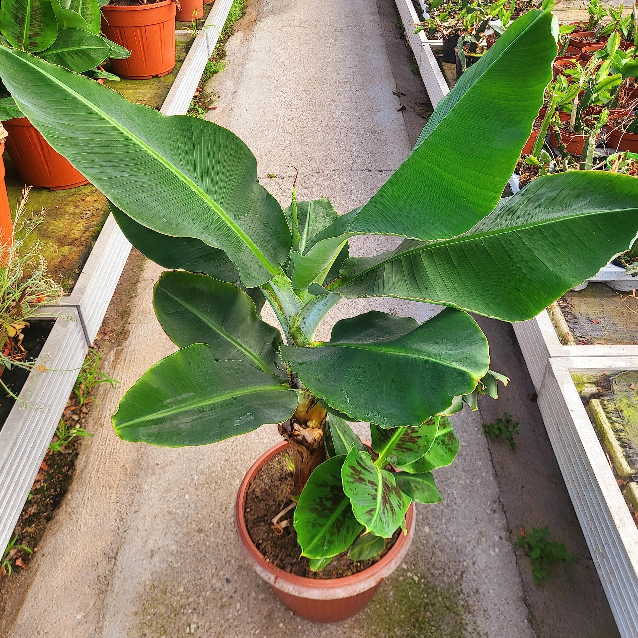 POWERS TO FLOWERS - BANANO, PIANTA DEL BANANO, ALTEZZA 120CM, VASO 35CM DIAMETRO, pianta vera