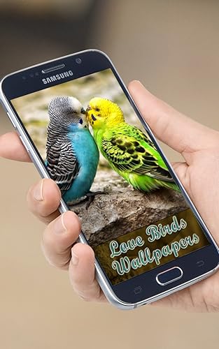 Love Birds Wallpapers