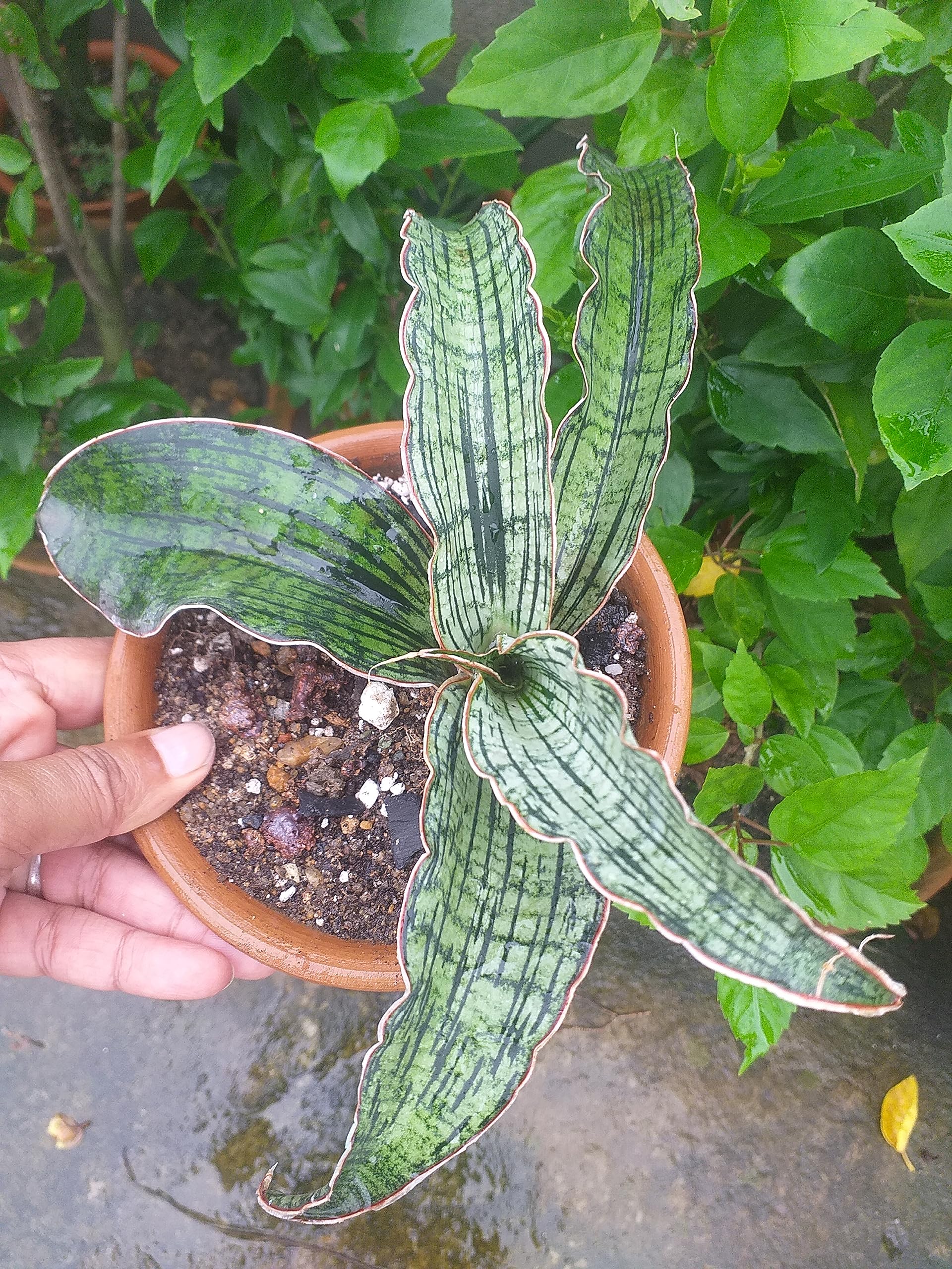 Grin Heaven Nursery, Sansevieria Cleopatra Live Plant : Amazon.in: Garden &  Outdoors