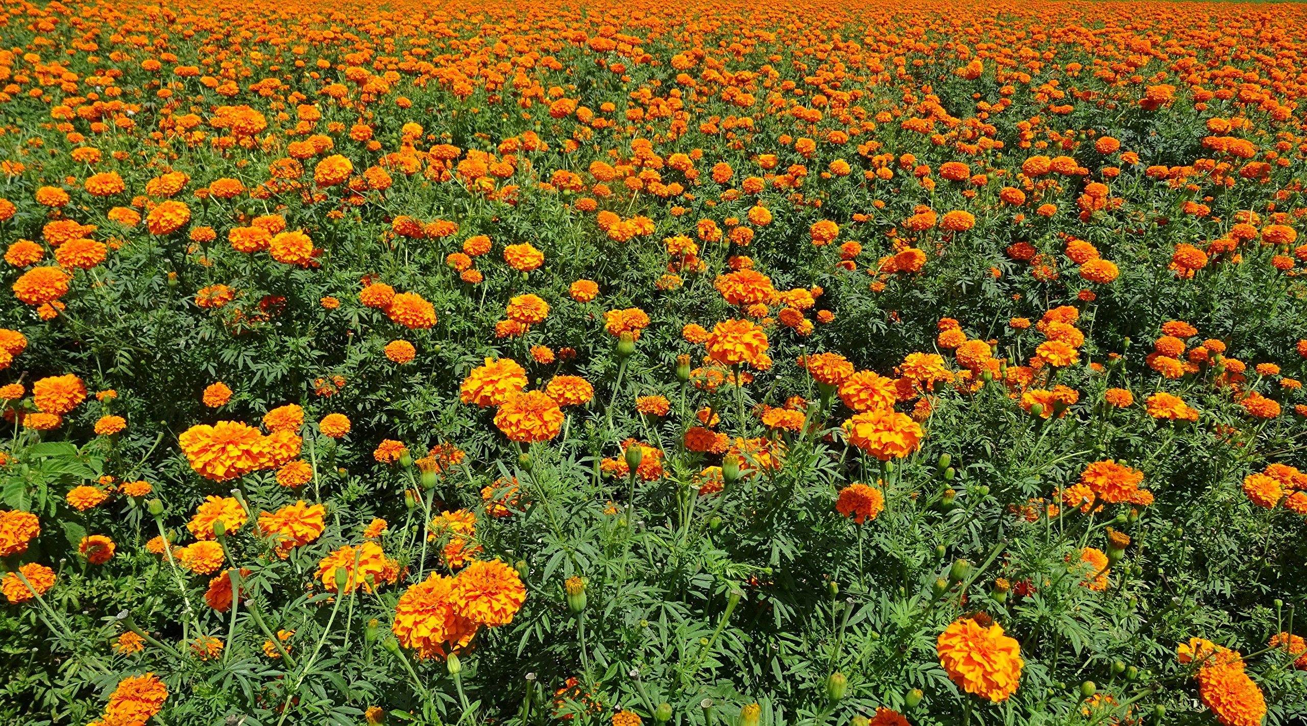 Tagetes (Tagetes erecta) ´Aufrechte Studentenblume´ Samen. (20000 Samen = 52,0g)