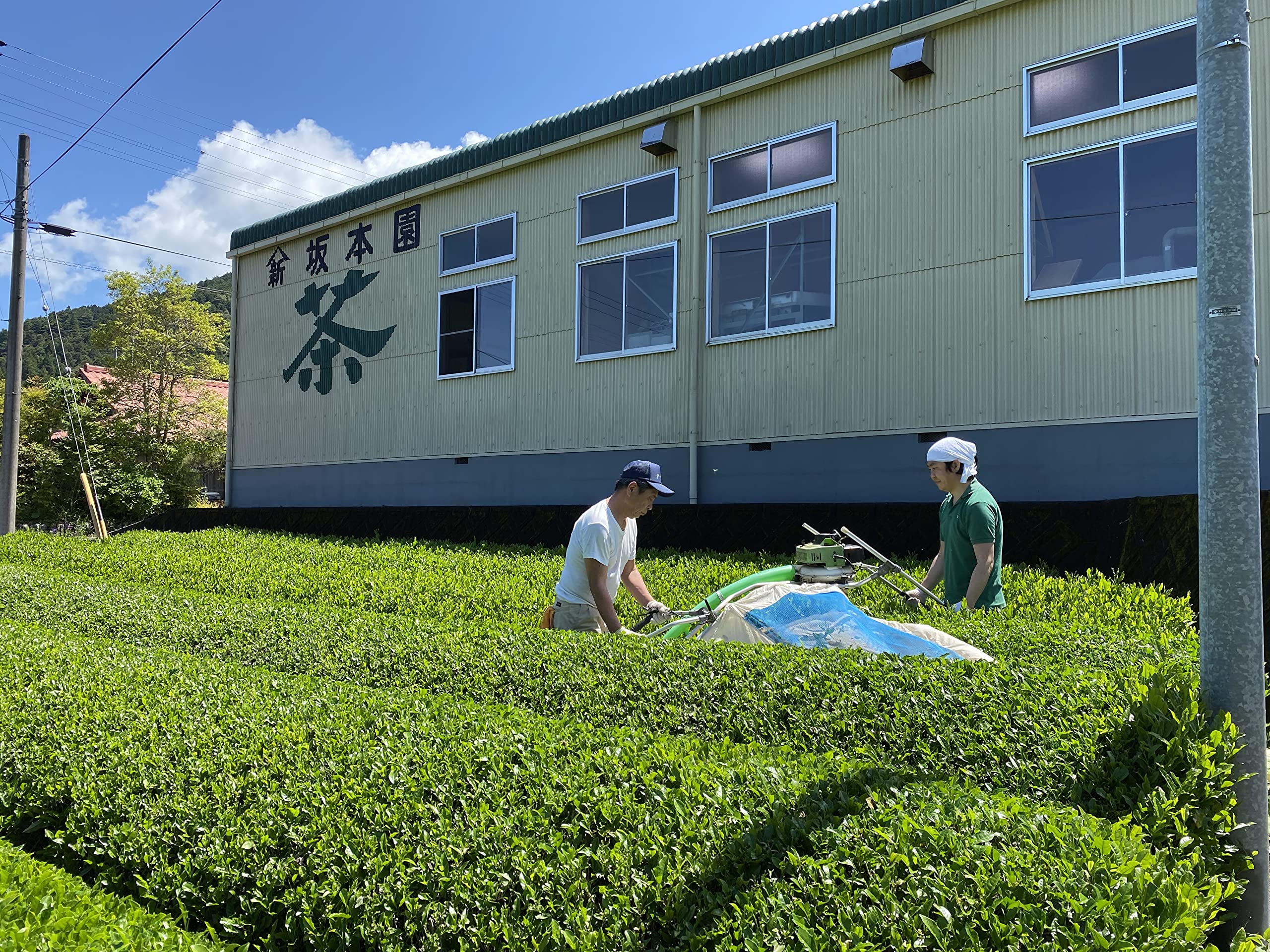 Amazon | 新茶 100g真空パック×3本【自然豊かな茶産地 山あい育ちの 