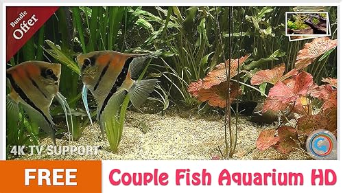 free couple fish aquarium HD - aproveite o romance de peixes em sua TV HDR 4K, TV 8K e dispositivos