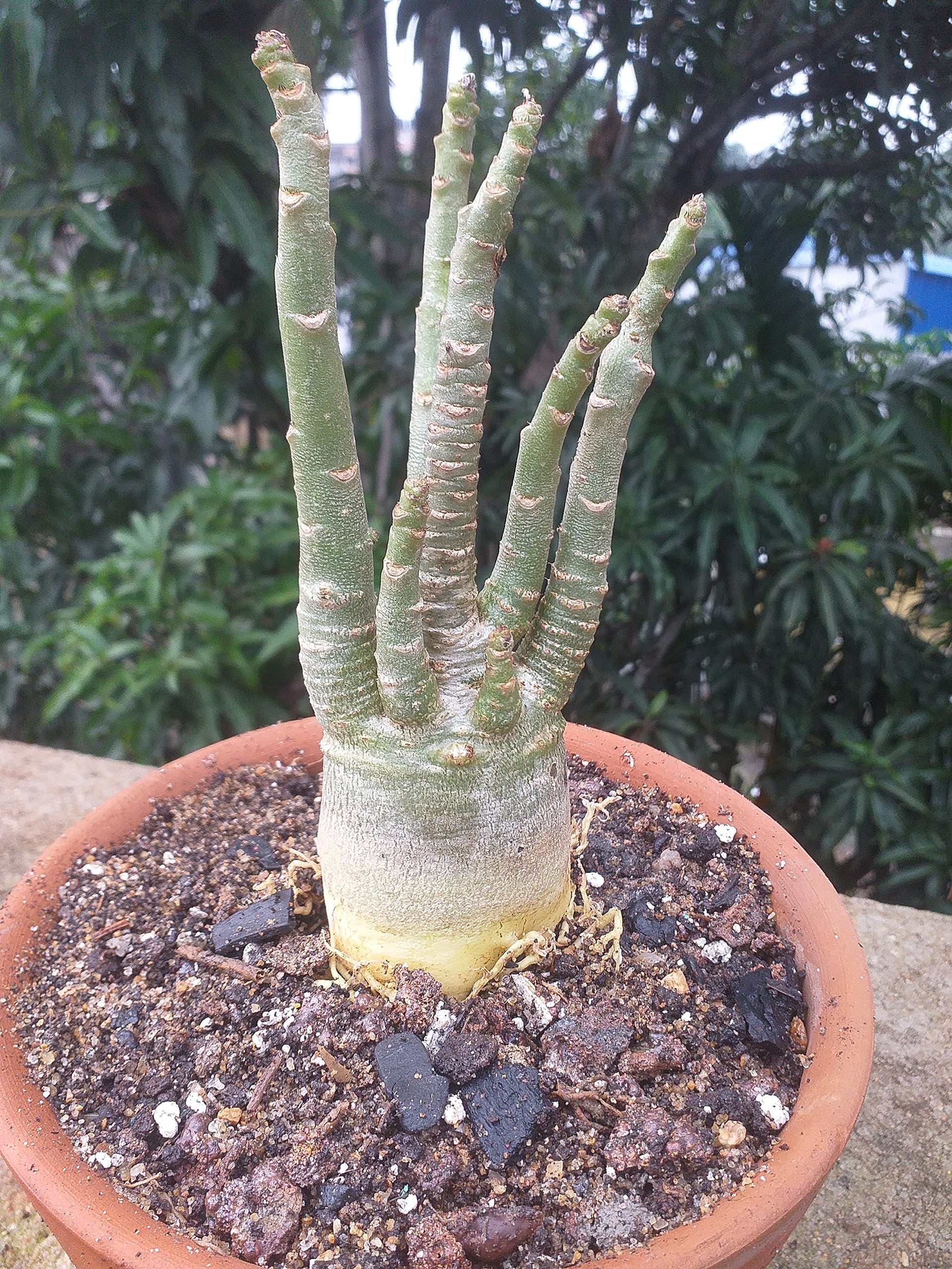 Grin Heaven Nursery, Adeneum Arabicum Green Pod Live Plant (B0CG3RXZ8W) Amazon Price History, Amazon Price Tracker