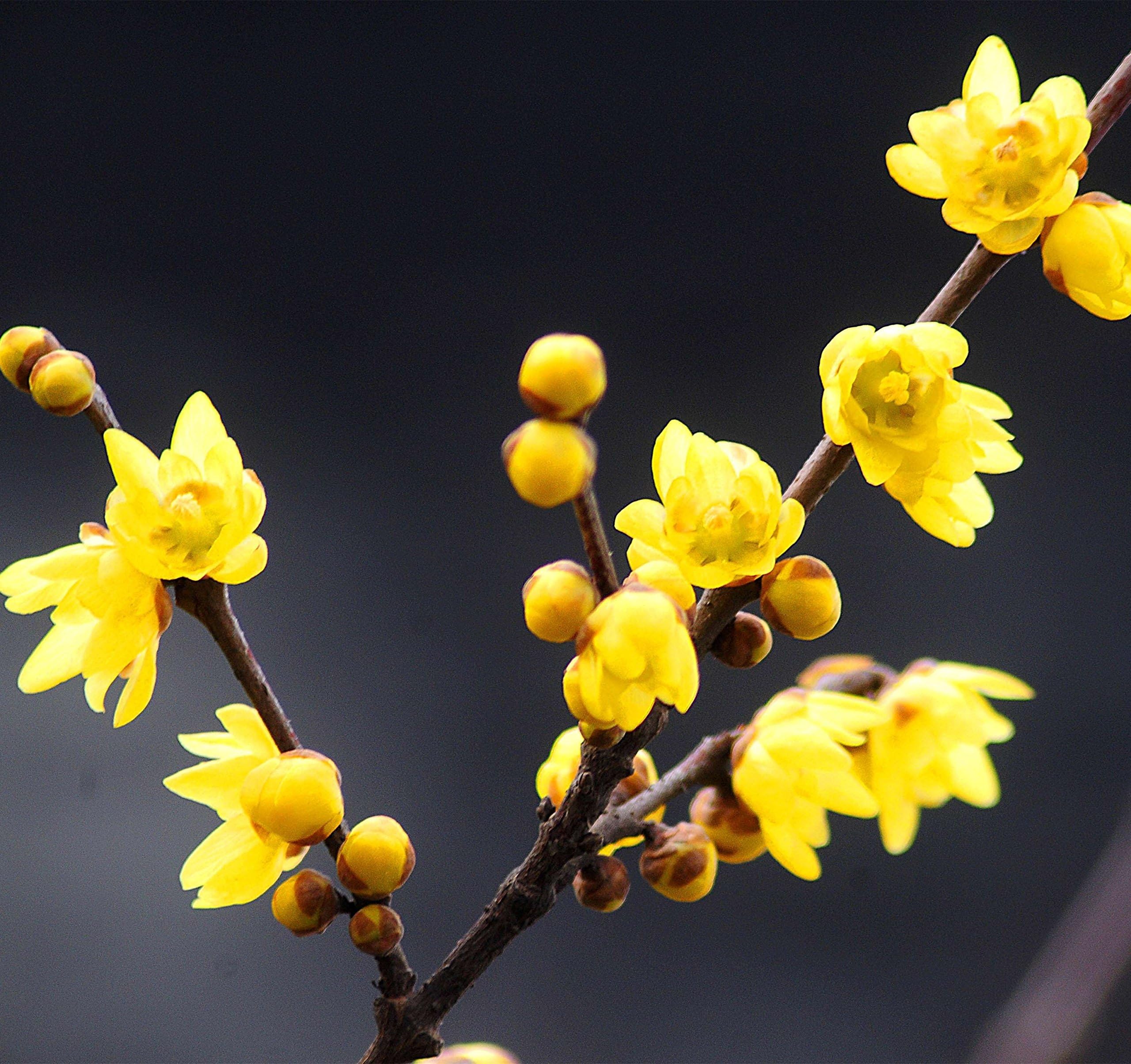 Futaba Chimonanthus Praecox Fragrant Wintersweet Deciduous Shrub 30 Seeds