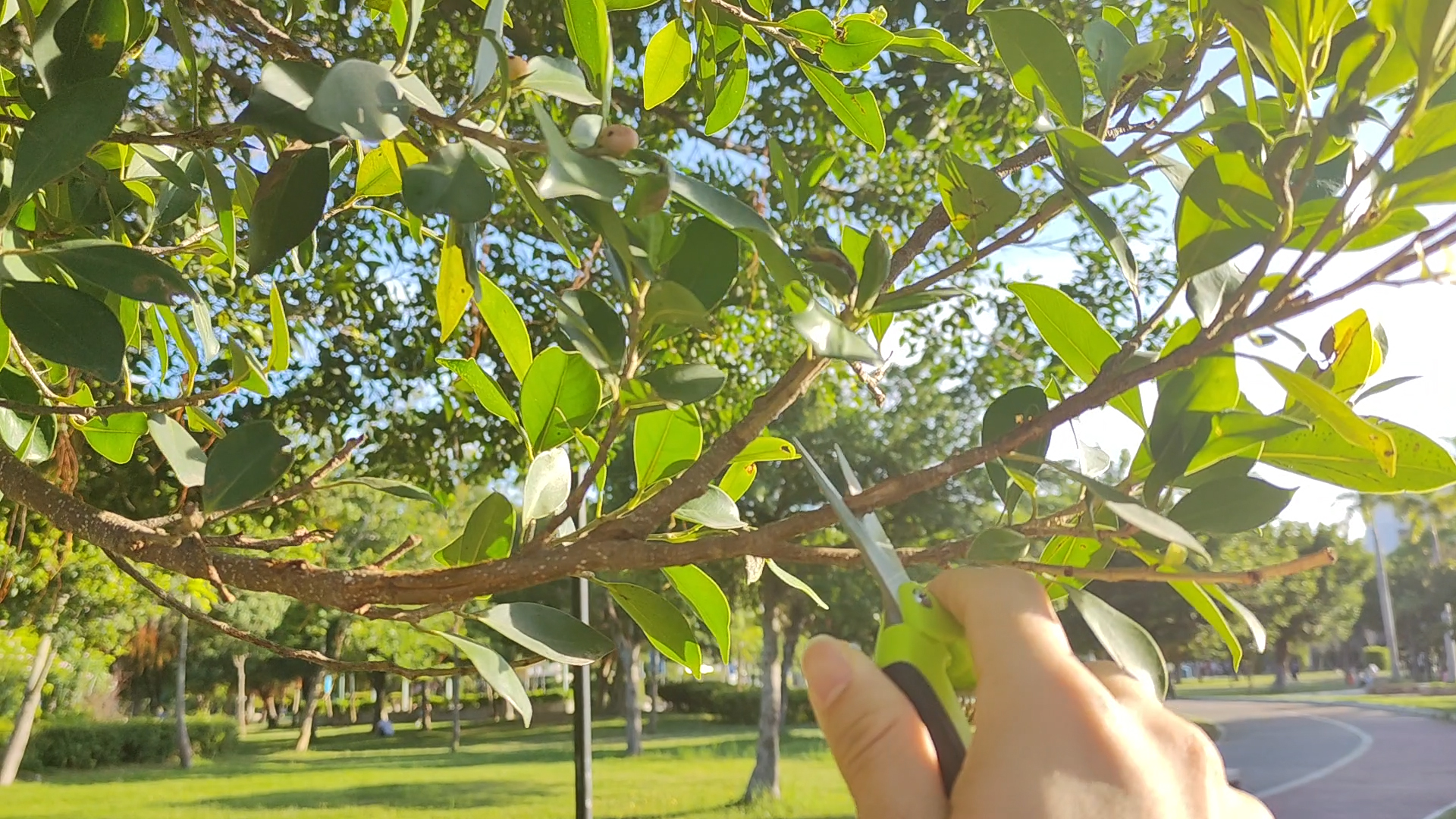 Tijeras de jardinería SZHLUX 6.5 pulgadas clásicas miniatura 7