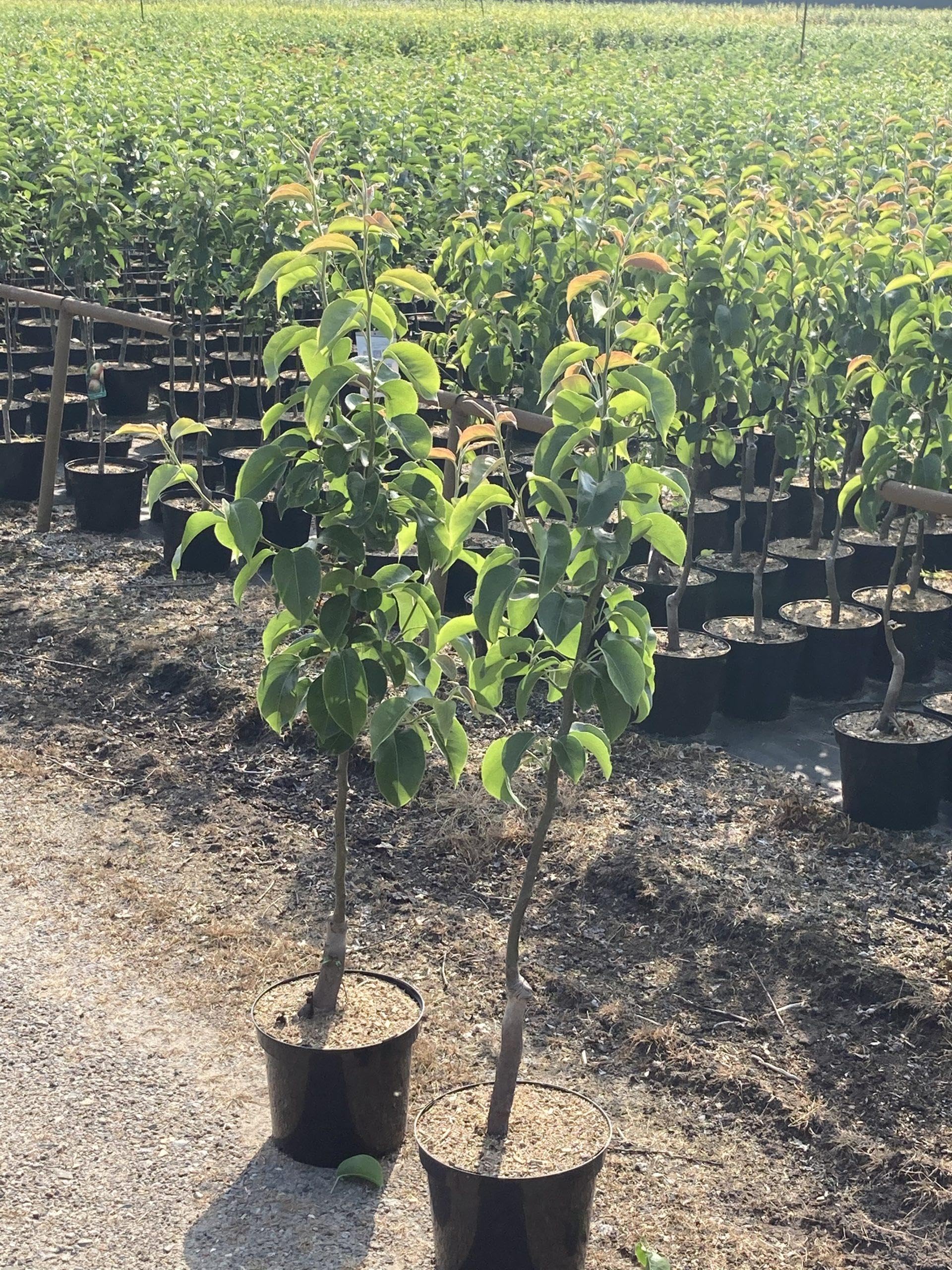 1 Gellerts Butterbirne 120-150cm im Topf Obstbaum Birne Pyrus, zartschmelzend, saftig & edel aromatisch – klassische Herbstsorte – winterhart & reichtragend