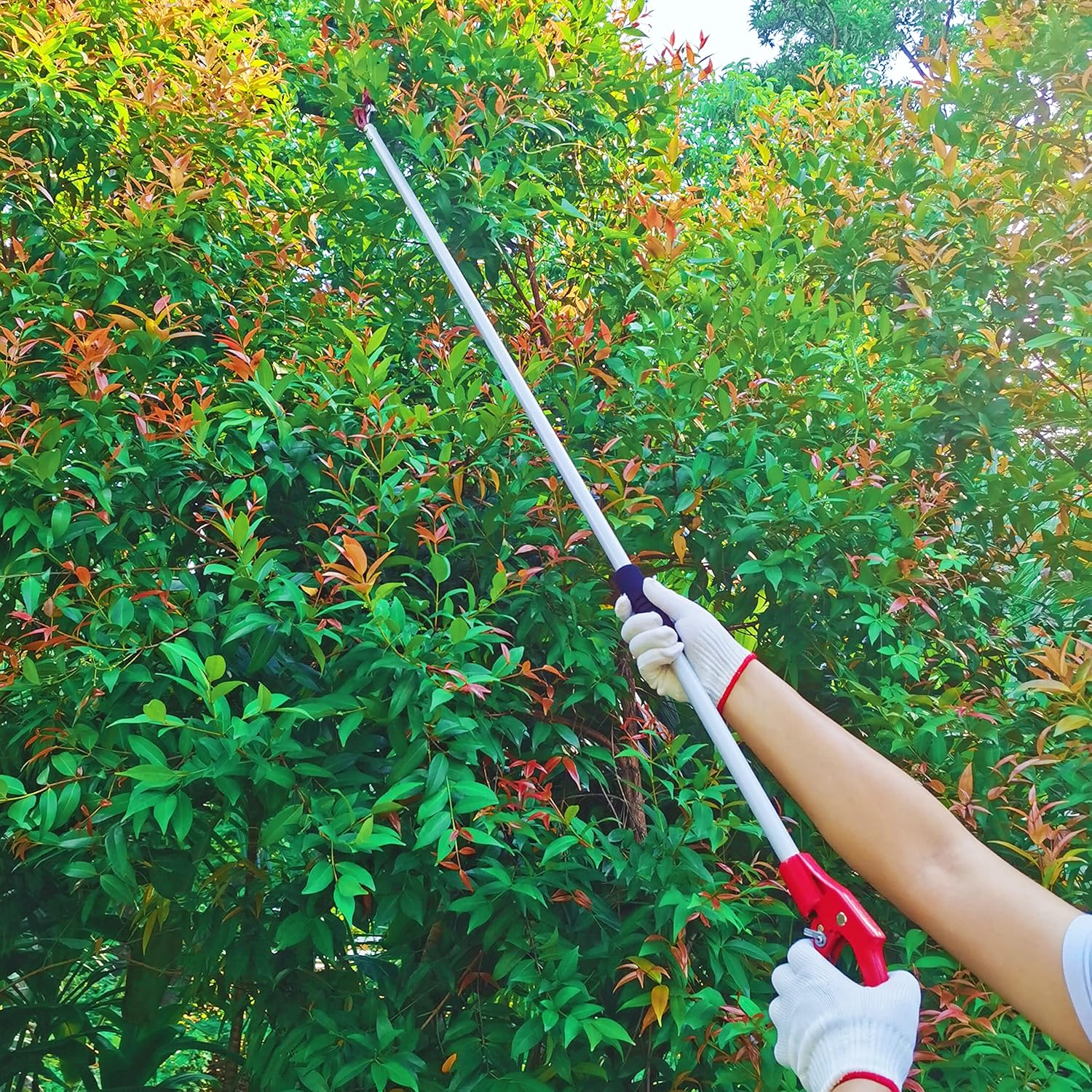 Tree Trimmer, 6 Foot Pole Pruner, Long Reach Pruning Shears, Cut and Hold Garden Clippers, Aluminum Lightweight Handle Fruit Picker, Branch Bypass Loppers - Image 6