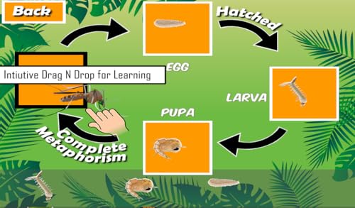 Animals Life Cycle - Insects and Arachnids Free