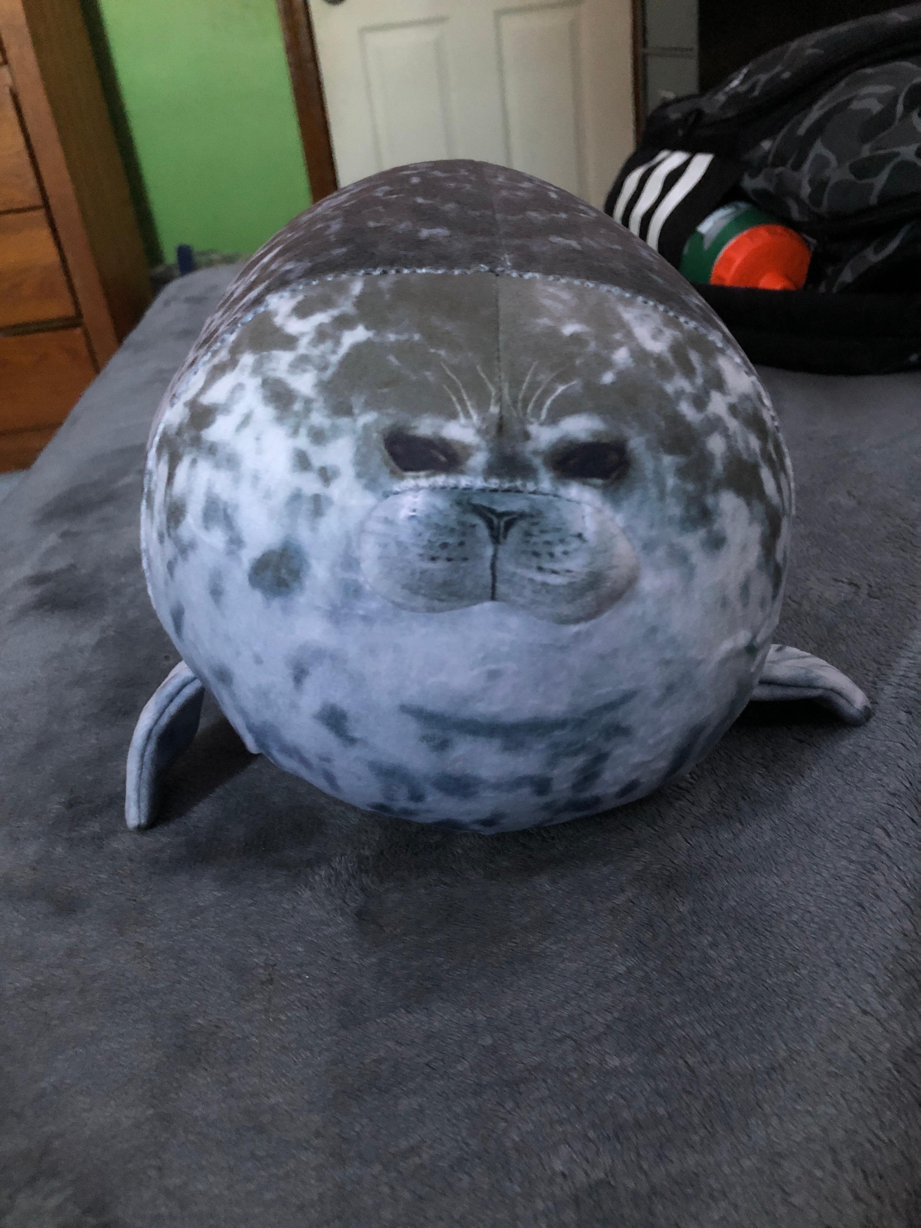 Beutiful Seal boi &colon;3 on Amazon Live