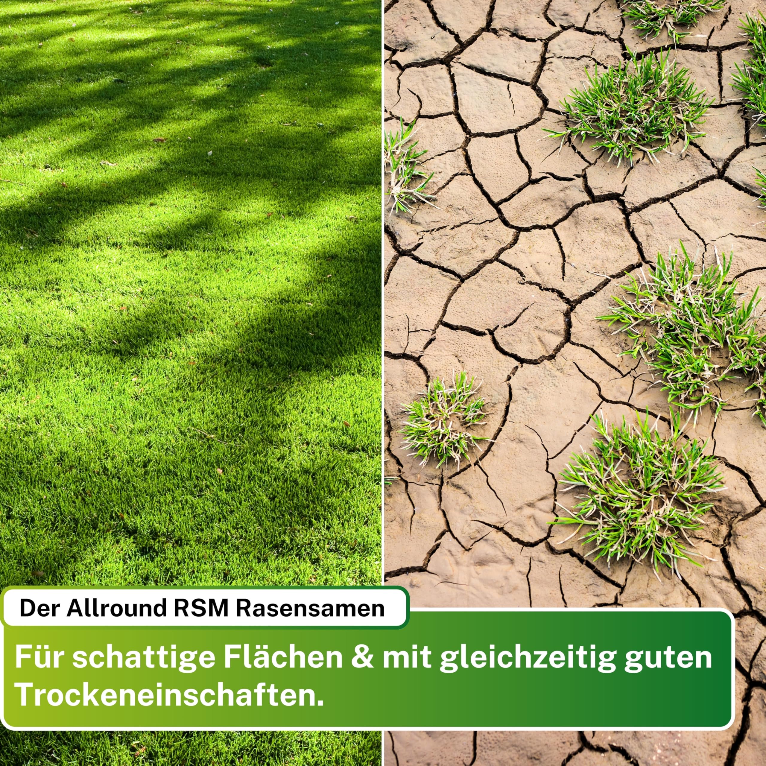 Greenyp® Ultimate I Premium RSM - Erba ombreggiata con 100% RSM, 5 kg per 200 m², seme di erba, seme di erba per luoghi ombreggiati e asciutti