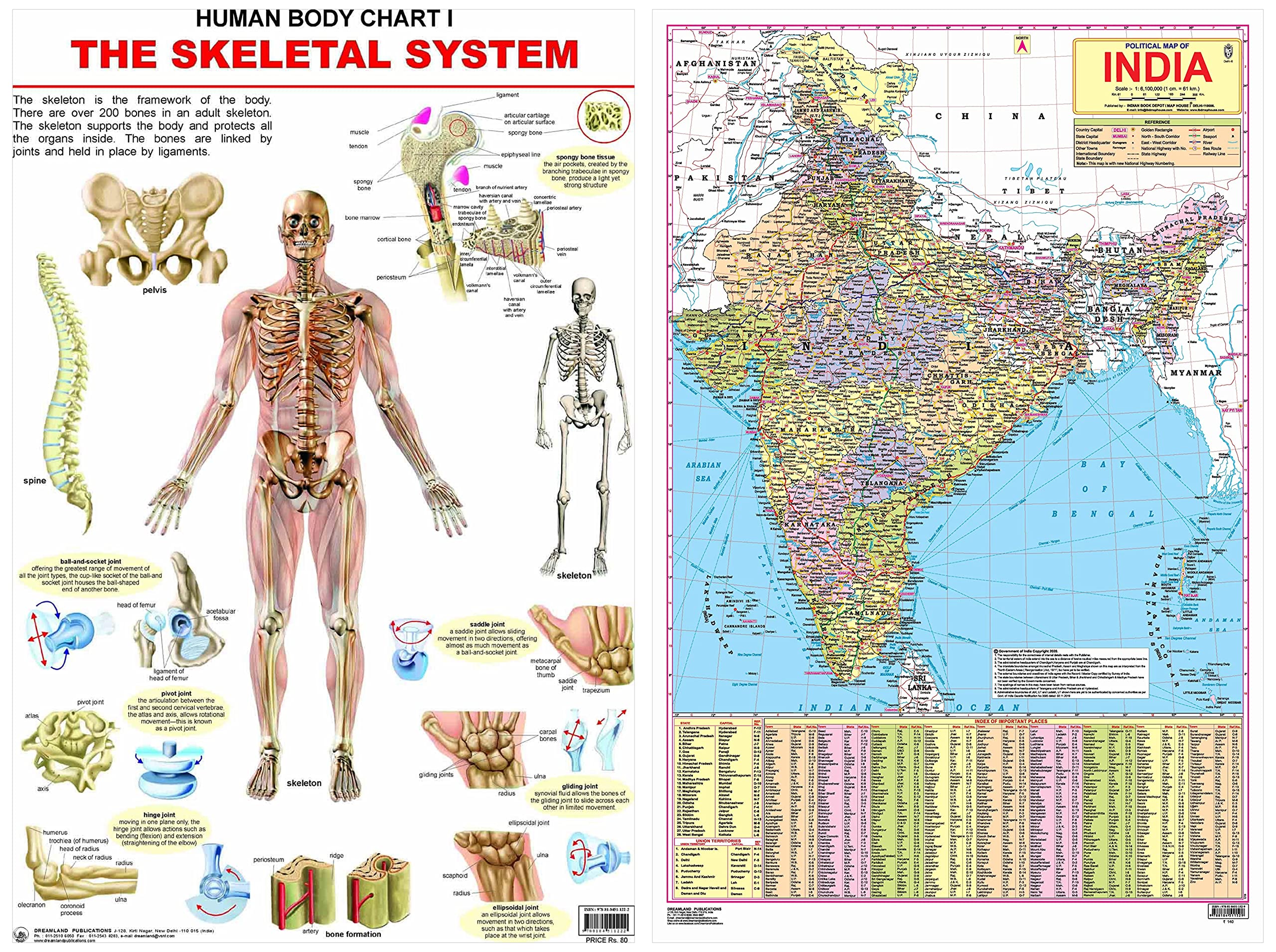 The Skeletal System Wall Chart (Human Body Chart) - Both Side Hard Laminated (Size 48 x 73 cm) & India Map (Laminated Both Sides ) - With New Union Territories of Jammu & Kashmir and Ladakh