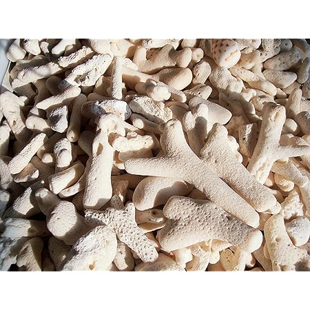 Amazon Co Jp 天然素材 白サンゴの400gパック ハワイインテリア ディスプレイ 手作り材料 ブライダル小物 ホーム キッチン