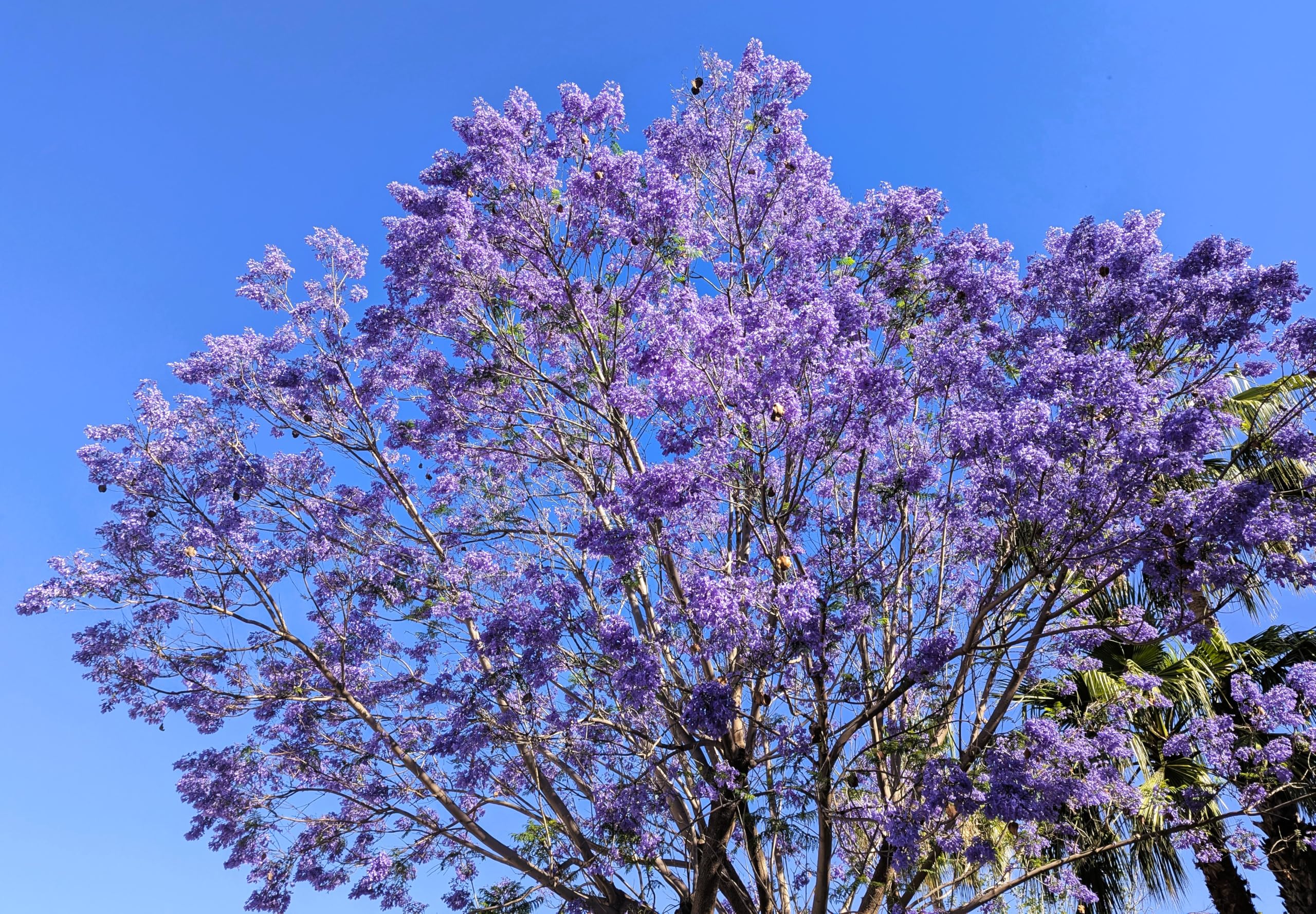 30 Semillas de Jacaranda (Jacaranda Mimosifolia)