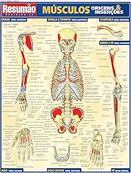 Músculos: origens e inserções