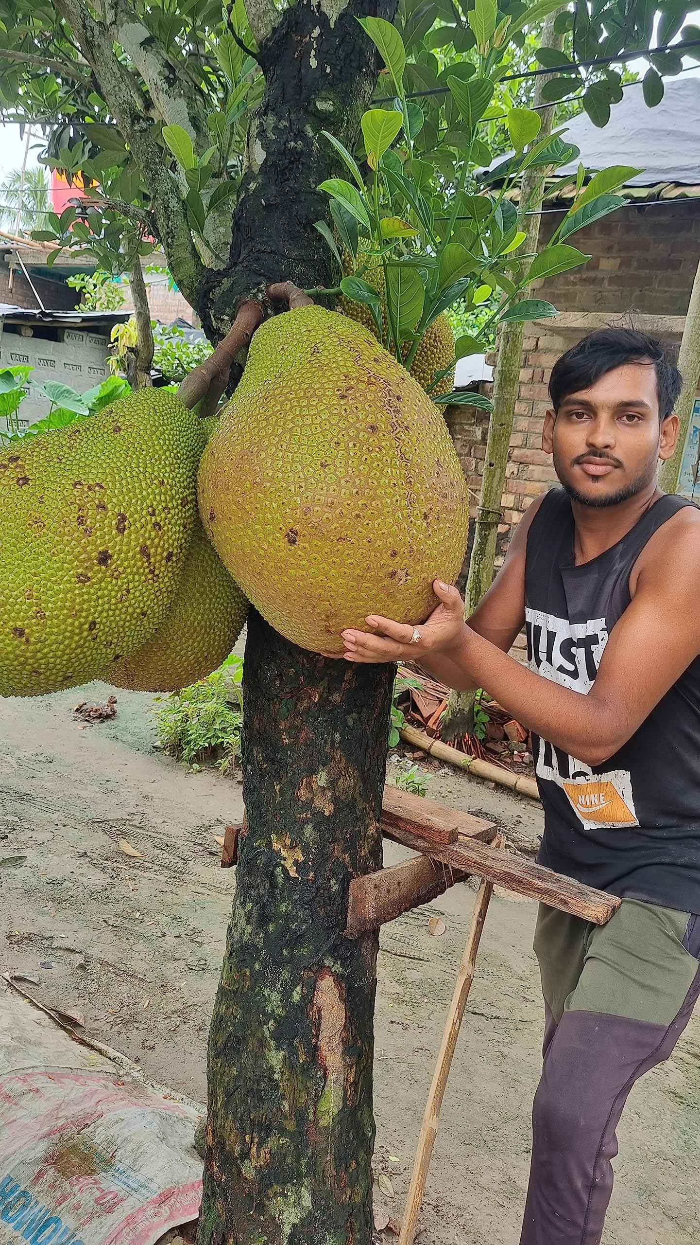 Grafted Special Hybrid Thai Big Size Jackfruit Plant, Pack Of 1 Healthy Plant For Rooftop Garden. (B0C9V2X7VQ) Amazon Price History, Amazon Price Tracker