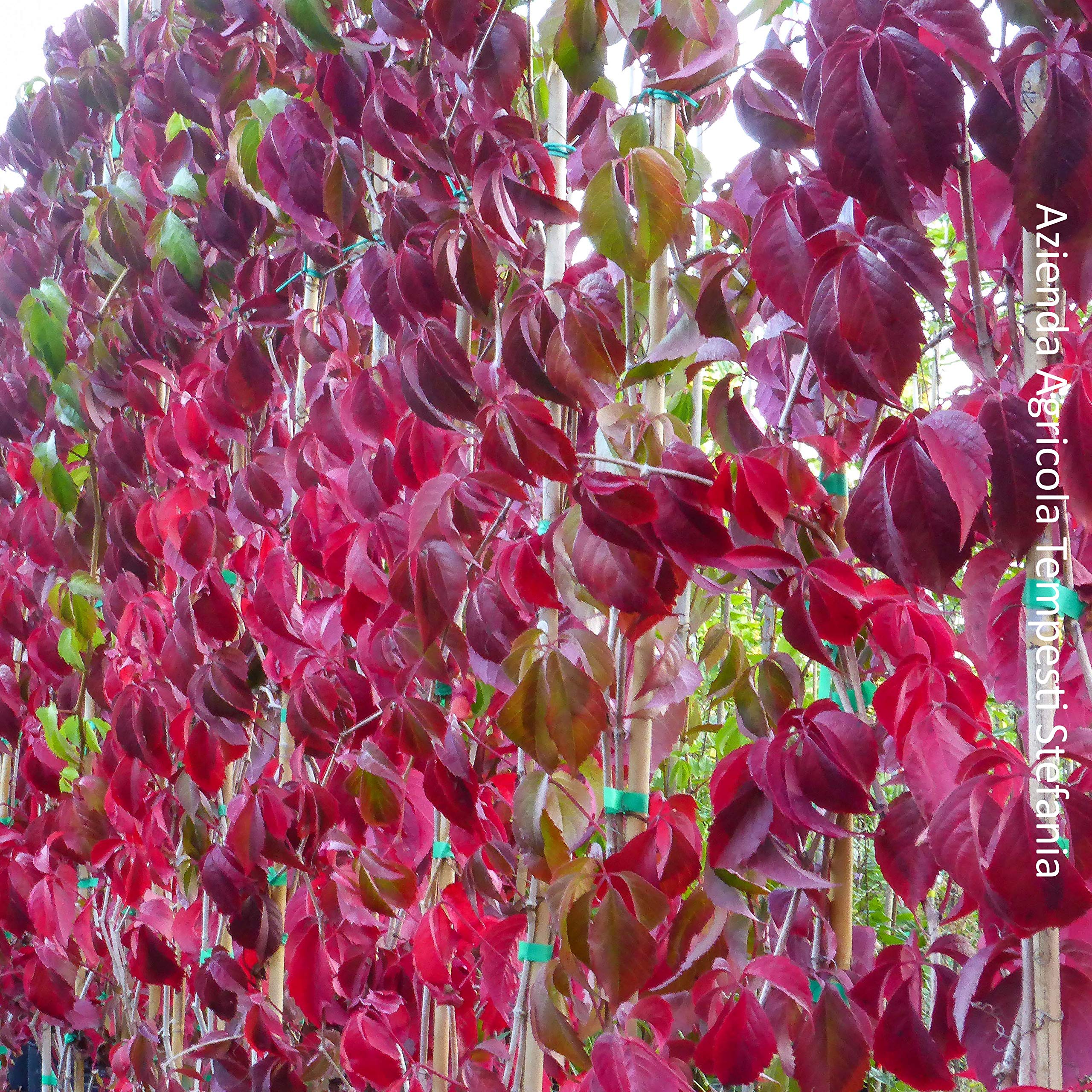 Vite Canadese, 2 piante, altezza 100/120 cm, vaso Ø16, Vite americana, Parthenocissus quinquefolia