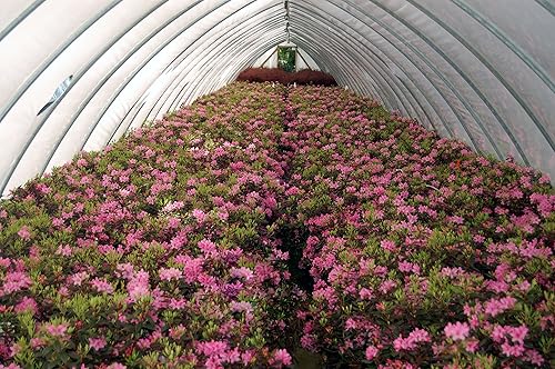Vista 44 de Green Promise Farms Rododendro `Scintillation` Evergreen, contenedor de 3 tamaños, rosa suave