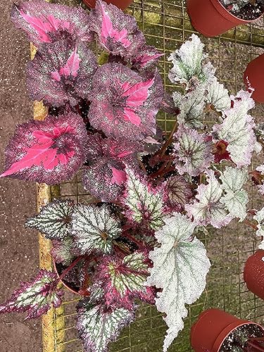 Miniatura 3 de BubbleBlooms Harmony's - Surtido de variedad grande de begonia, 3 begonia rex diferentes en una maceta de 6 pulgadas, Begonia rex
