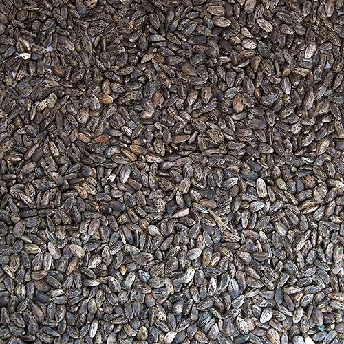 Miniatura 2 de Palm Beach Medicinal Herbs - Cardo Escocés (Onopordon acanthium) - Paquete de 30 Semillas