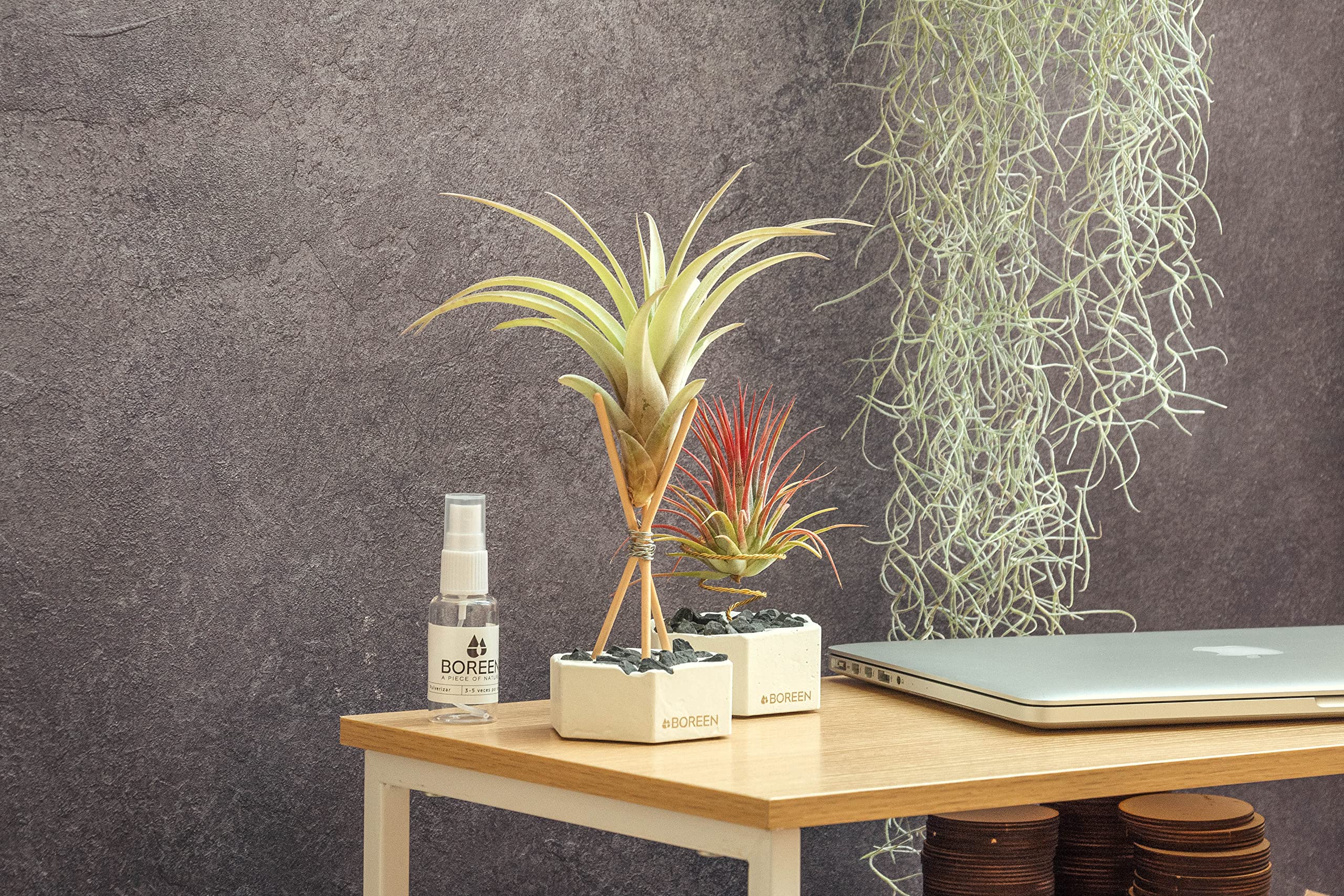 Piante Tillandsia Usneoides - Tillandsias Capelli di Fata - Garofano Pianta - Pianta Figlia del Vento - Piante Senza Terra - Muschio Vero (3, 80-90 cm)
