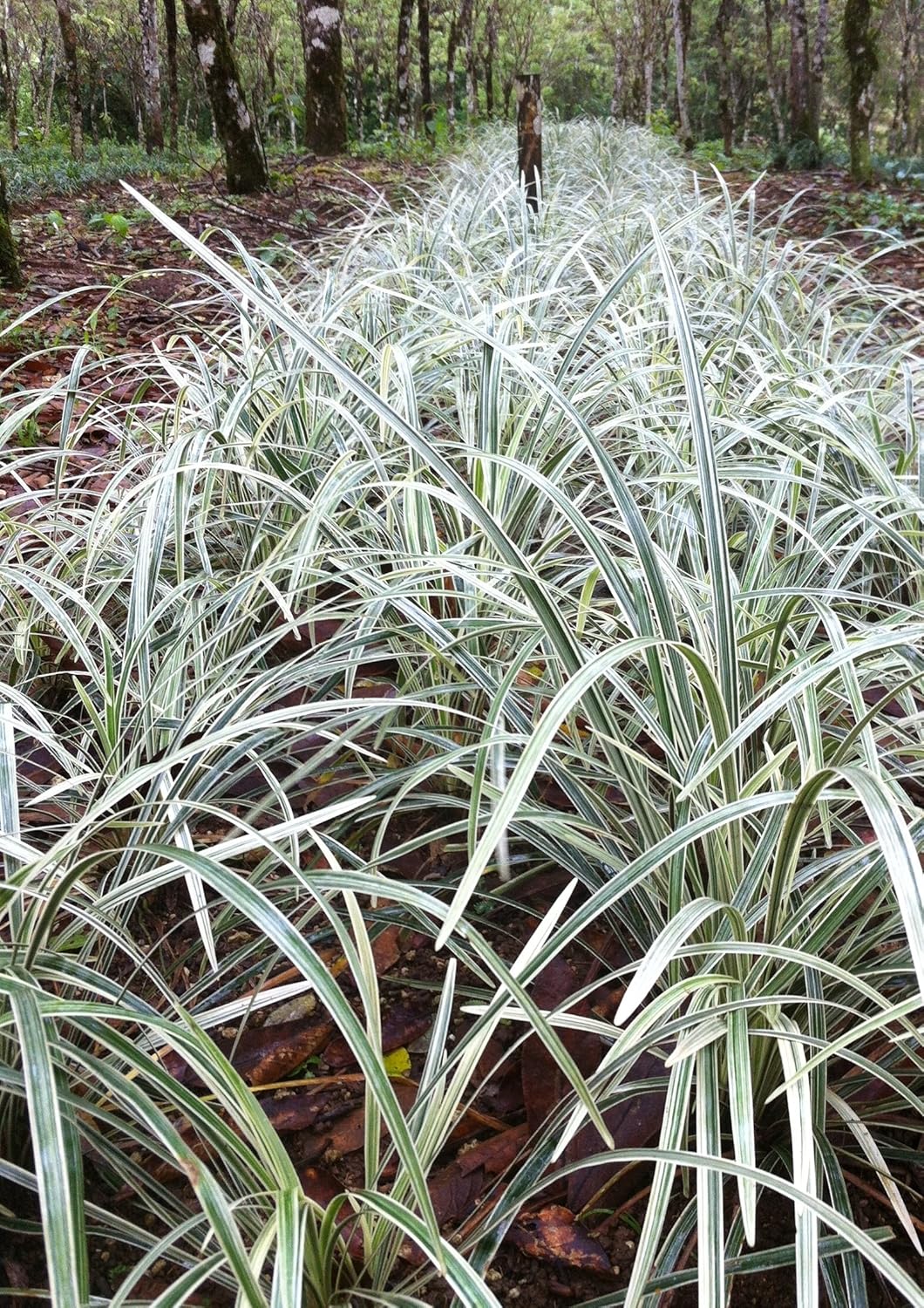 Aztec Grass - 3 Live Plants - Variegated Liriope Ophiopogon Intermedius Argenteomarginatus Evergreen Ground Cover