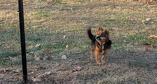 Miniatura 4 de 4' x 100' alambre soldado con autógena calibre 19 antes de la capa negra del PVC 1" x 1" malla