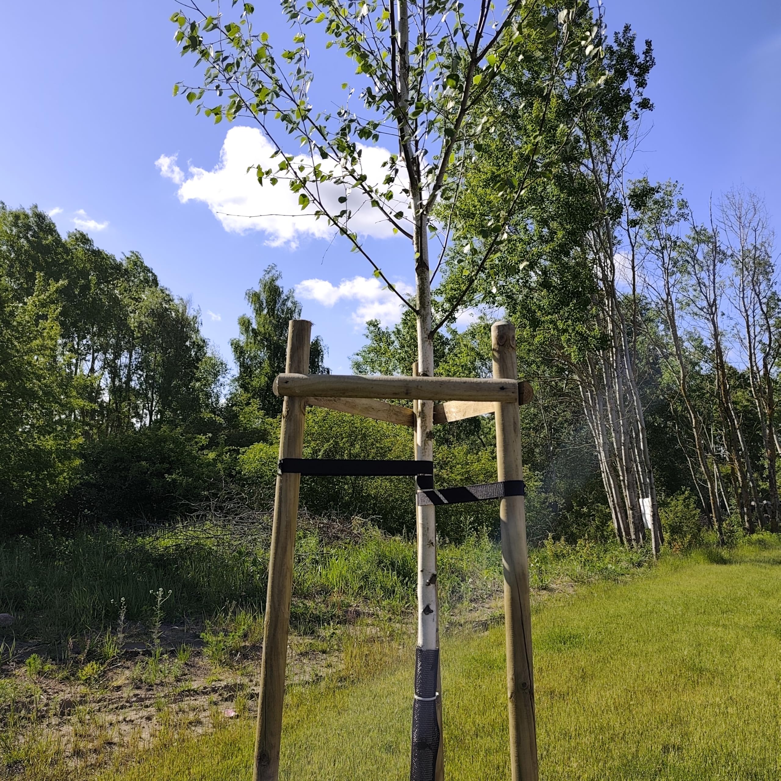 Tutor De Árbol Kit Completo Poste Ø6cm 240cm Soporte para Plantas 3 Postes De Madera 3 Correas Negras 6 Medias Estacas De Madera para Fijación De Árboles