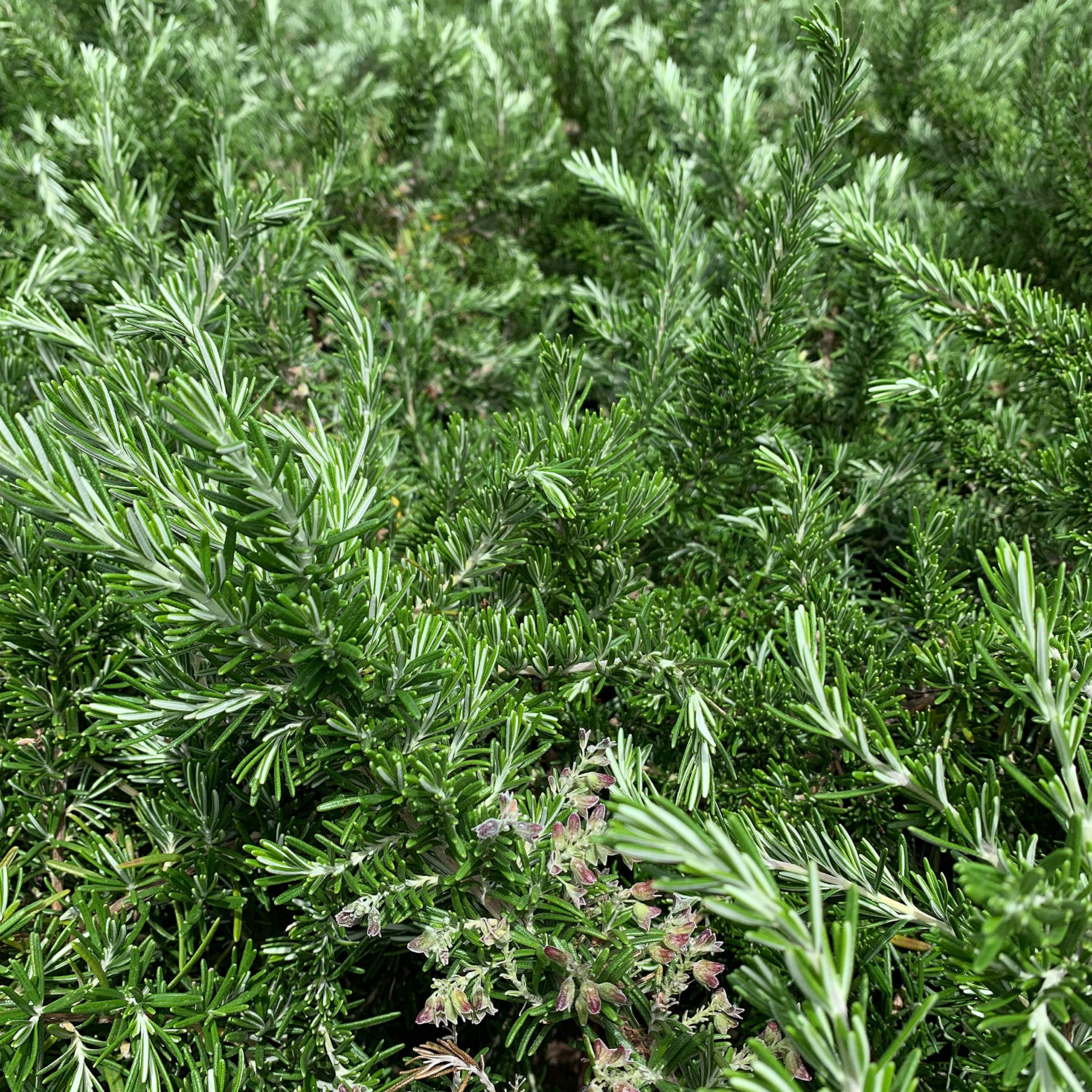 ROSMARINO PROSTRATO │ Pianta aromatica officinale in vaso Ø 18 cm