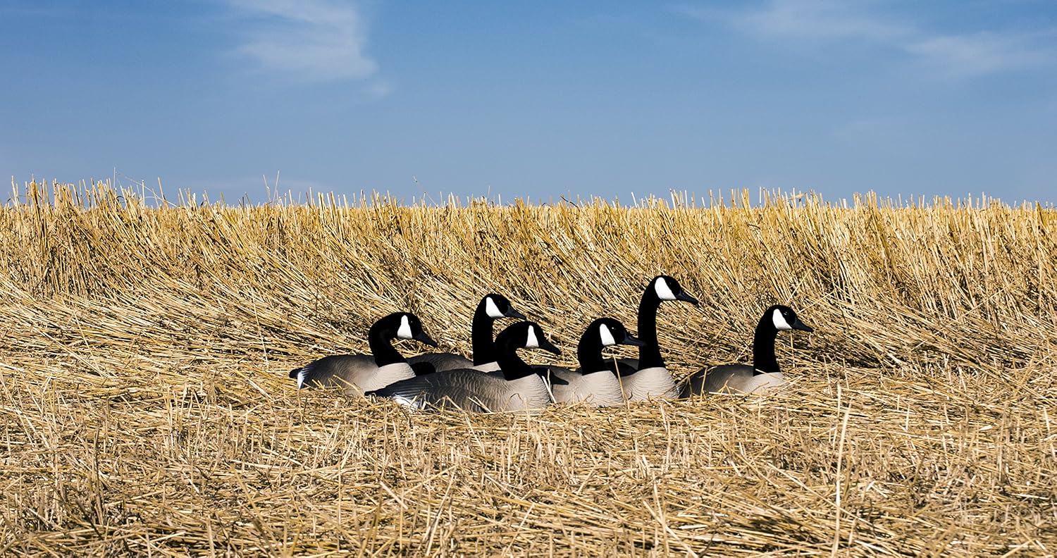Higdon Outdoors Half Shell Goose Decoys for Waterfowl Hunting | Realistic & Stackable for Optimal Storage | Variety of Sizes and Species: Canada/Specklebelly/Blue/Snow/Sleeper/Full-Size/Magnum | 6pk