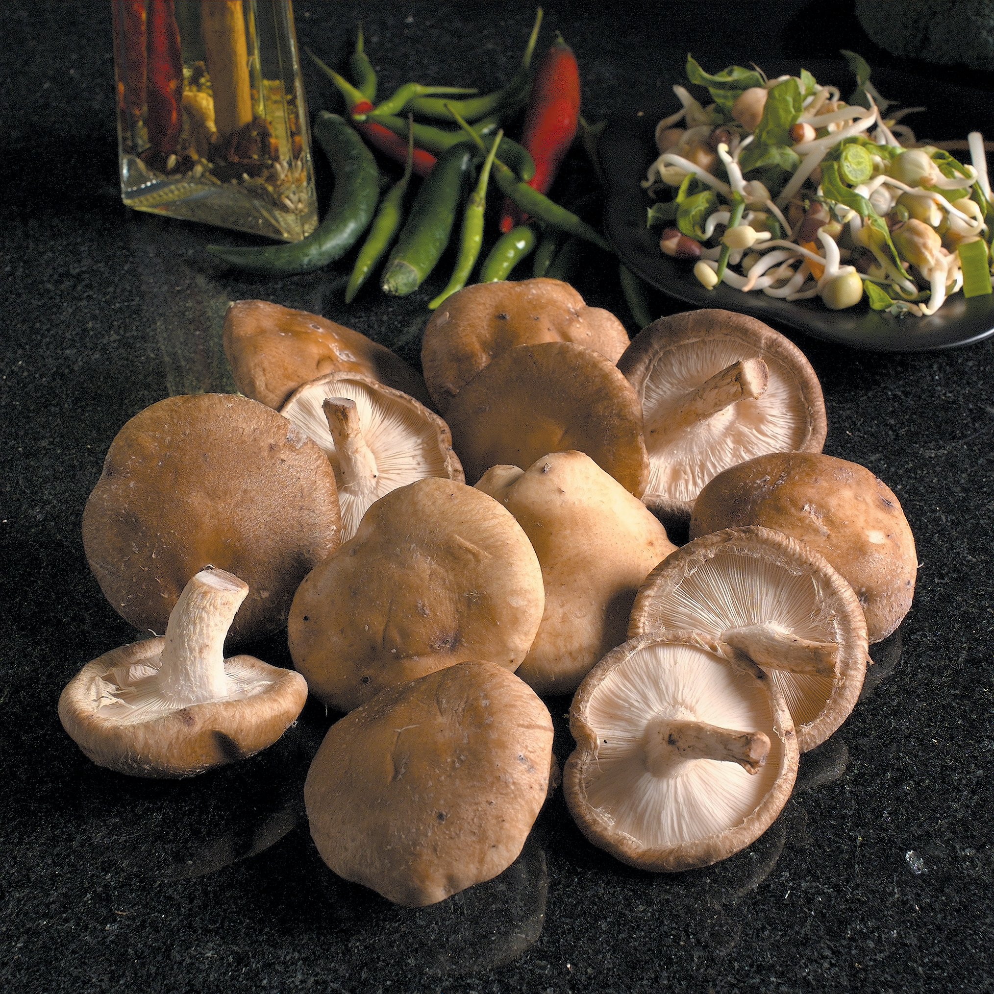 Mushroom Windowsill Kit - Shiitake