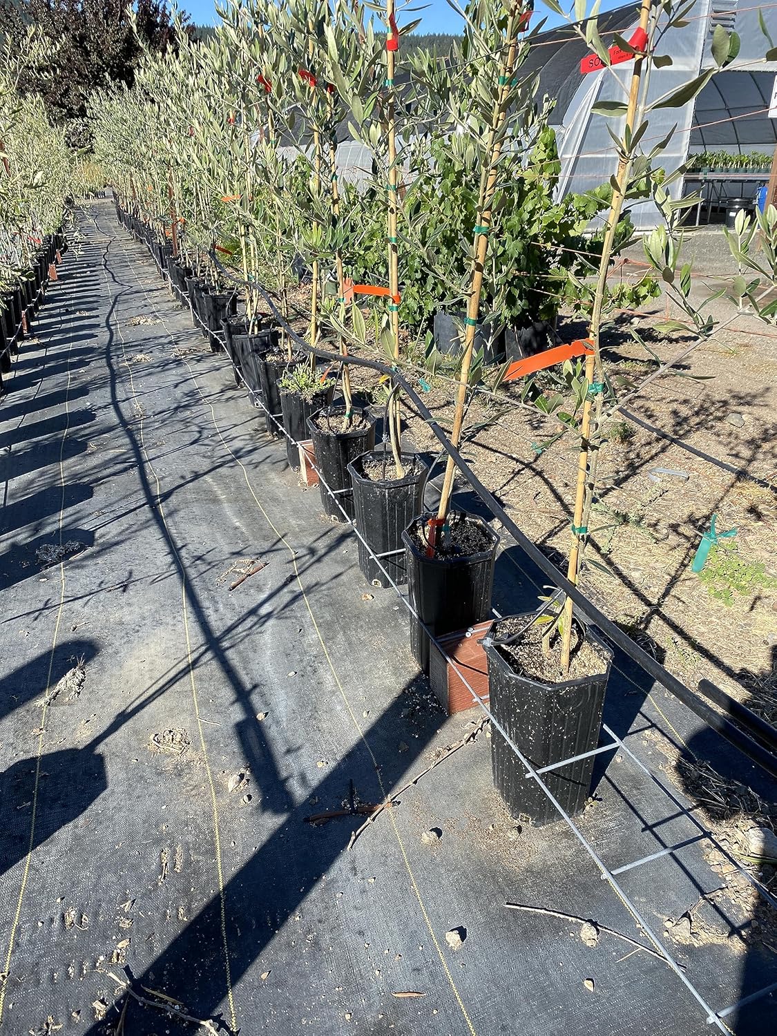 Stuewe & Sons – TP812 Treepot – 8” x 12” Octagonal Pots – 10 Pack