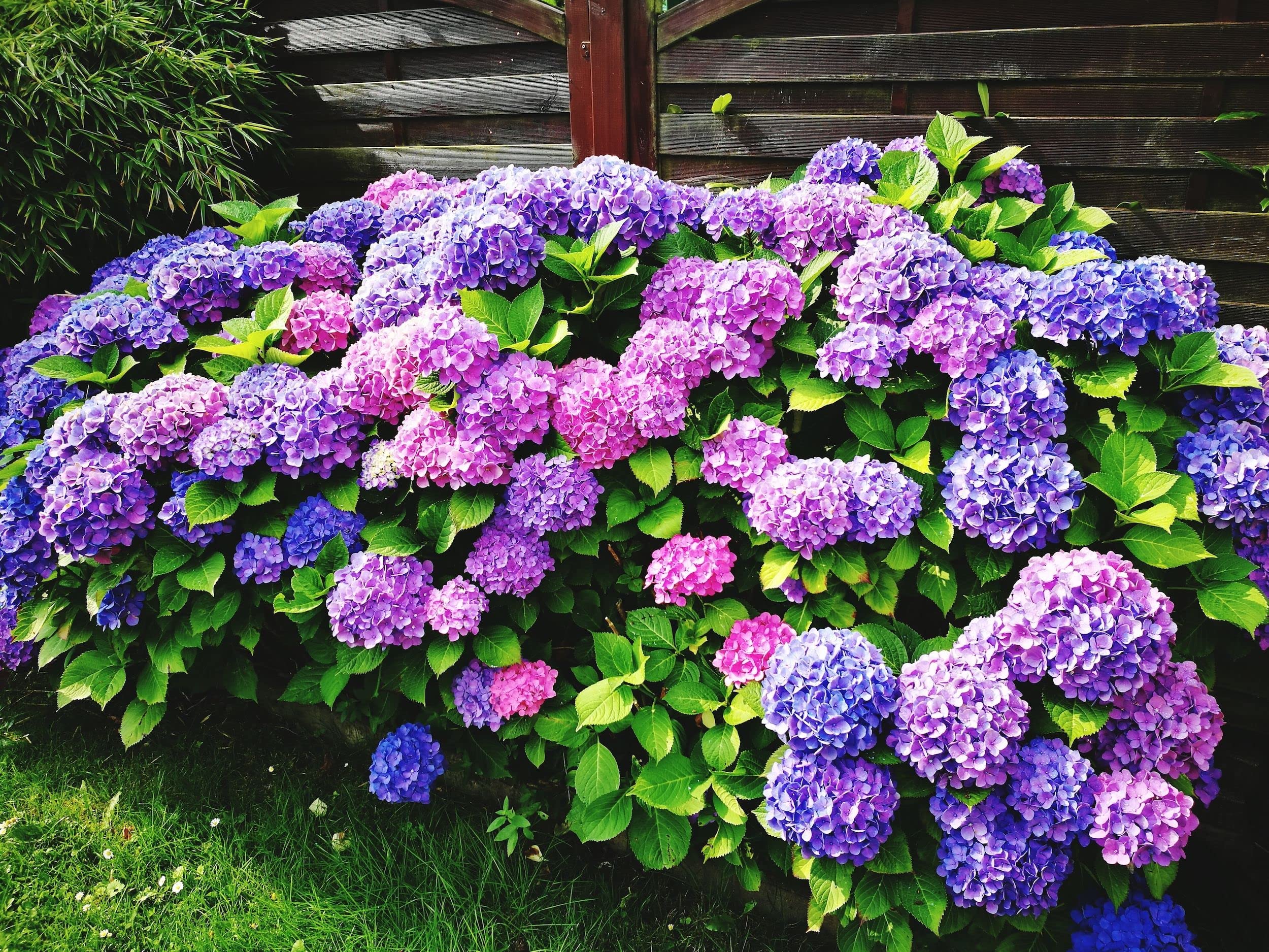Mixed Hybrid Hydrangeas Fresh Seeds! Mix Colors Limited Quantity 20 Seeds pack (B09HCRLZ4D) Amazon Price History, Amazon Price Tracker