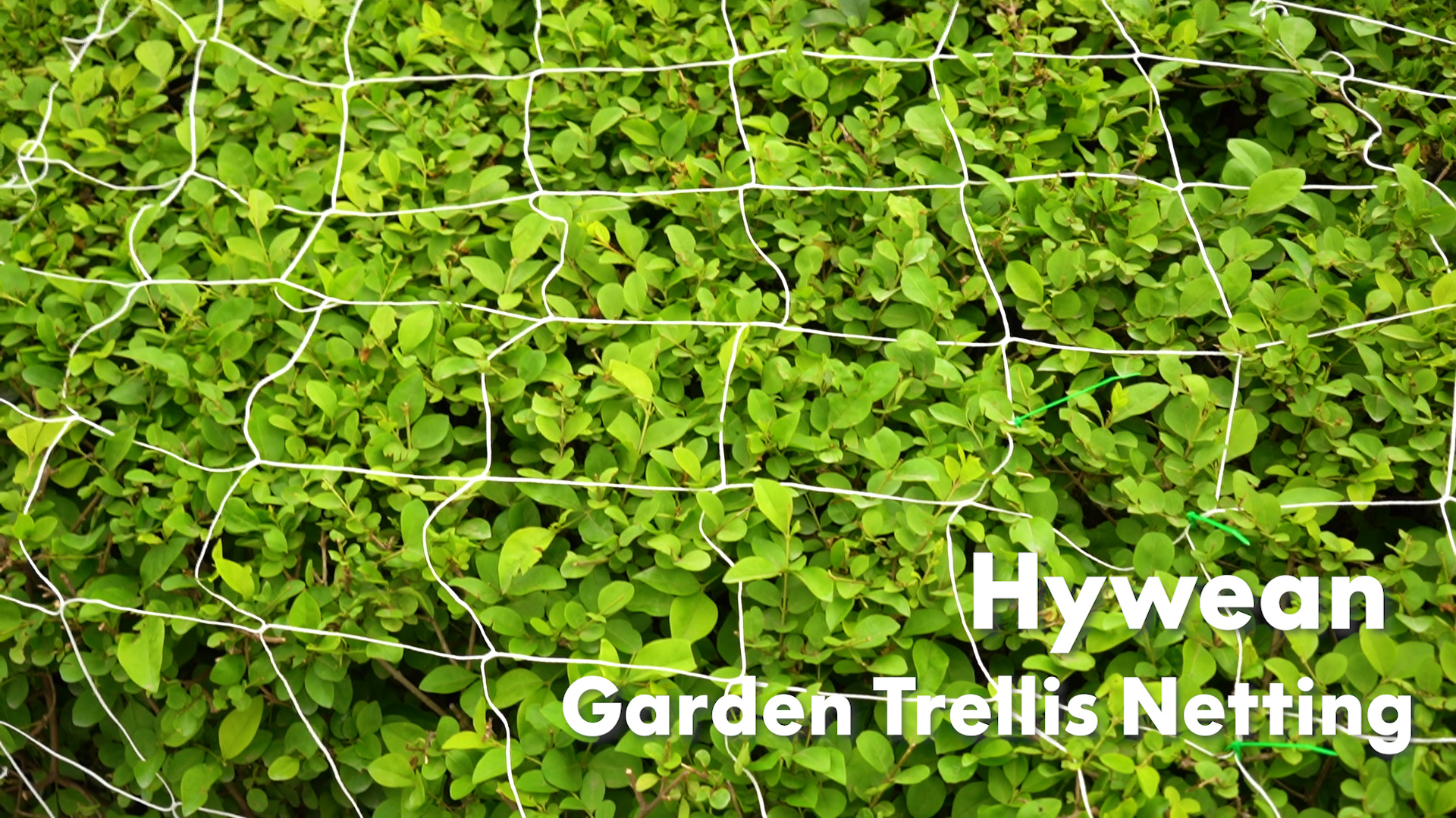 Hywean Ranknetz für Kletterpflanzen Rankhilfe mit 50 Kabelbinder Pflanzennetz Gartennetze Rankgitter Plant Support… – Bild 8