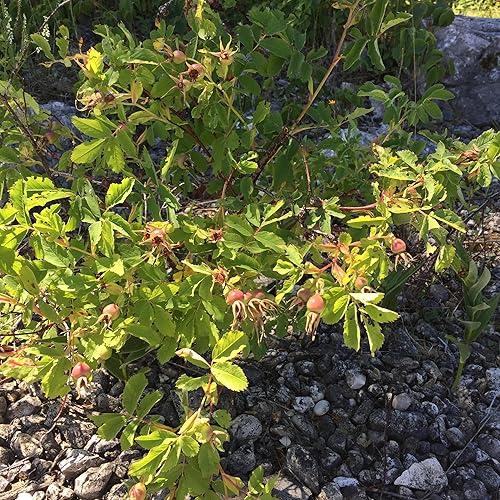 Miniatura 6 de Rosa mosqueta (Rosa canina) - Cultiva ahora o almacena para futuras plantaciones - Cápsula de 10 semillas