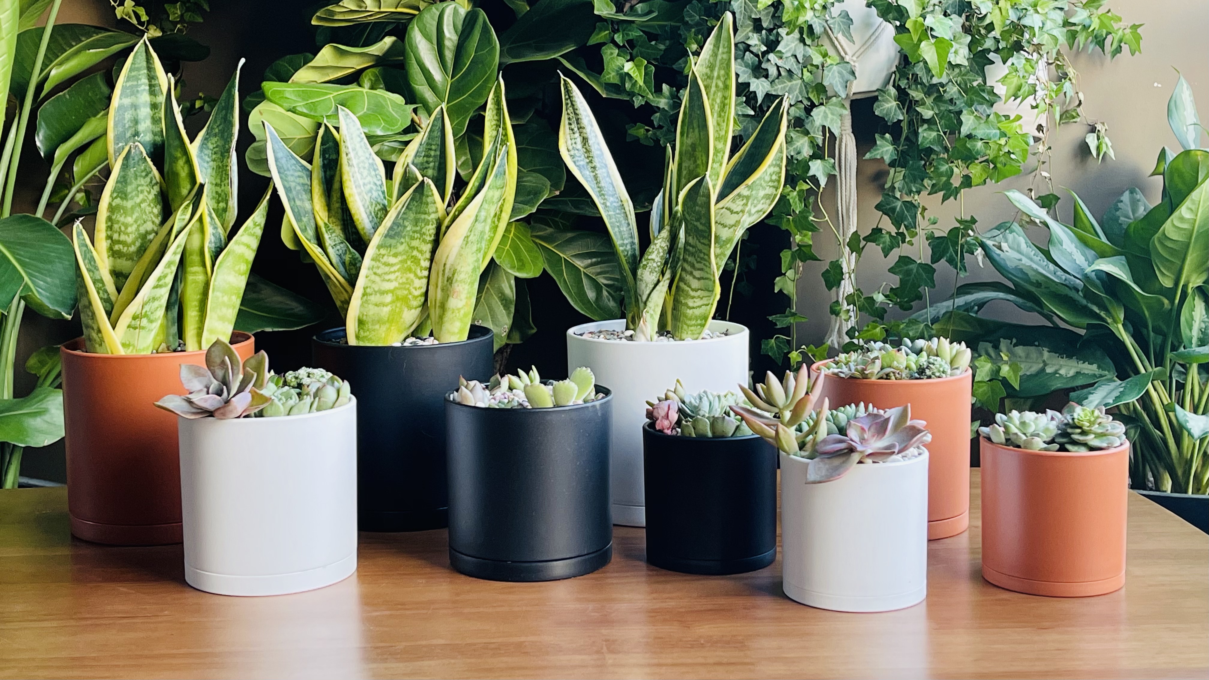 Amazon.com : D'vine Dev 4 Inch 5 Inch 6 Inch, Set of 3 Plastic