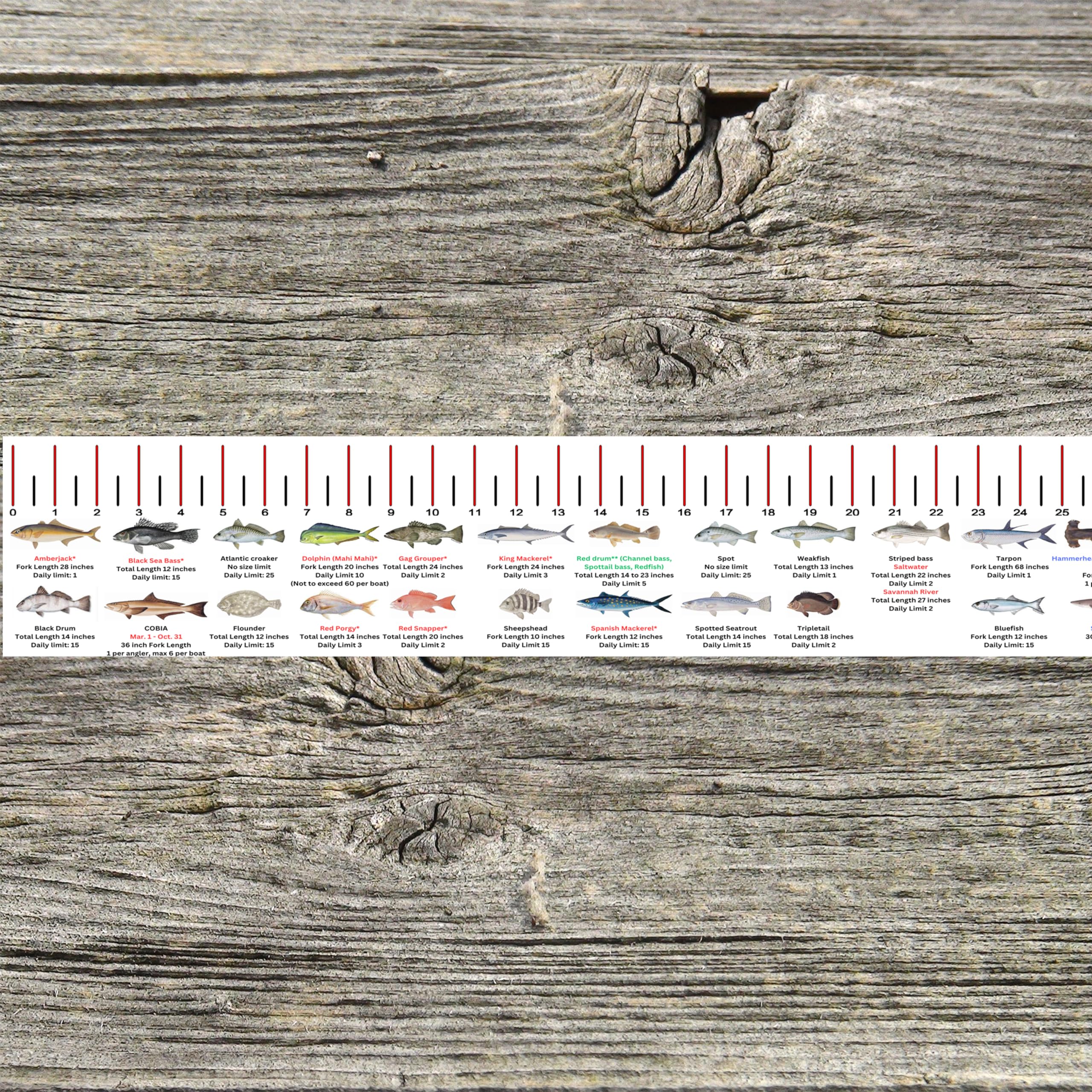 STATE COASTAL FISH RULER with FISH ID and FISHING REGULATIONS - 50 INCH RULER DECALS