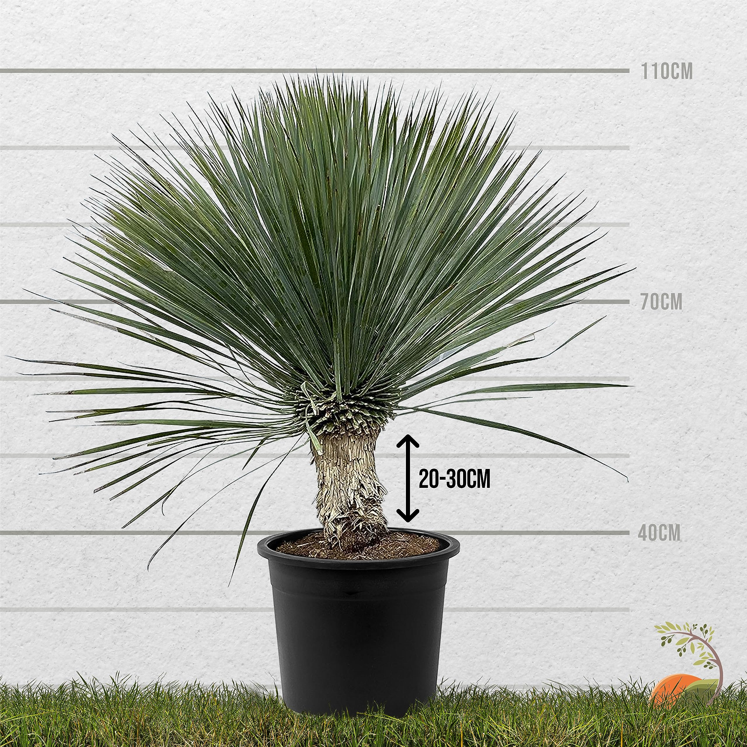 Tropictrees Schnabel-Yucca Rostrata mit Stamhhe von 20-30 cm | Auffllige  und drreresistente Yucca Palme mit schwertfrmigen Blttern | Himmlische  Zimmerpflanze fr Ihre Landschaft : Amazon.de: Garten