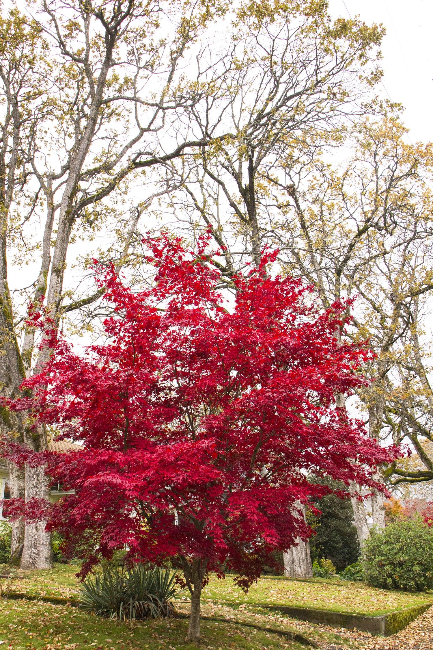 Pixies Gardens (1 Gallon) Japanese Red Maple - Vibrant Red Leaves Beautiful Tree for Any Yard.