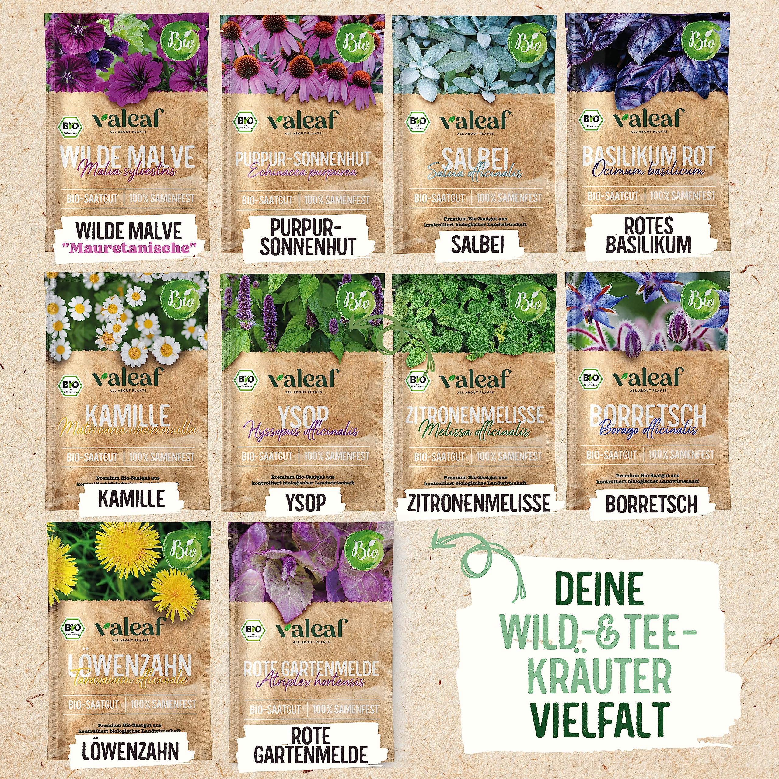 skabiose saatgut 50 Samen Schwarze Skabiose * Scabiosa atropurpurea 
